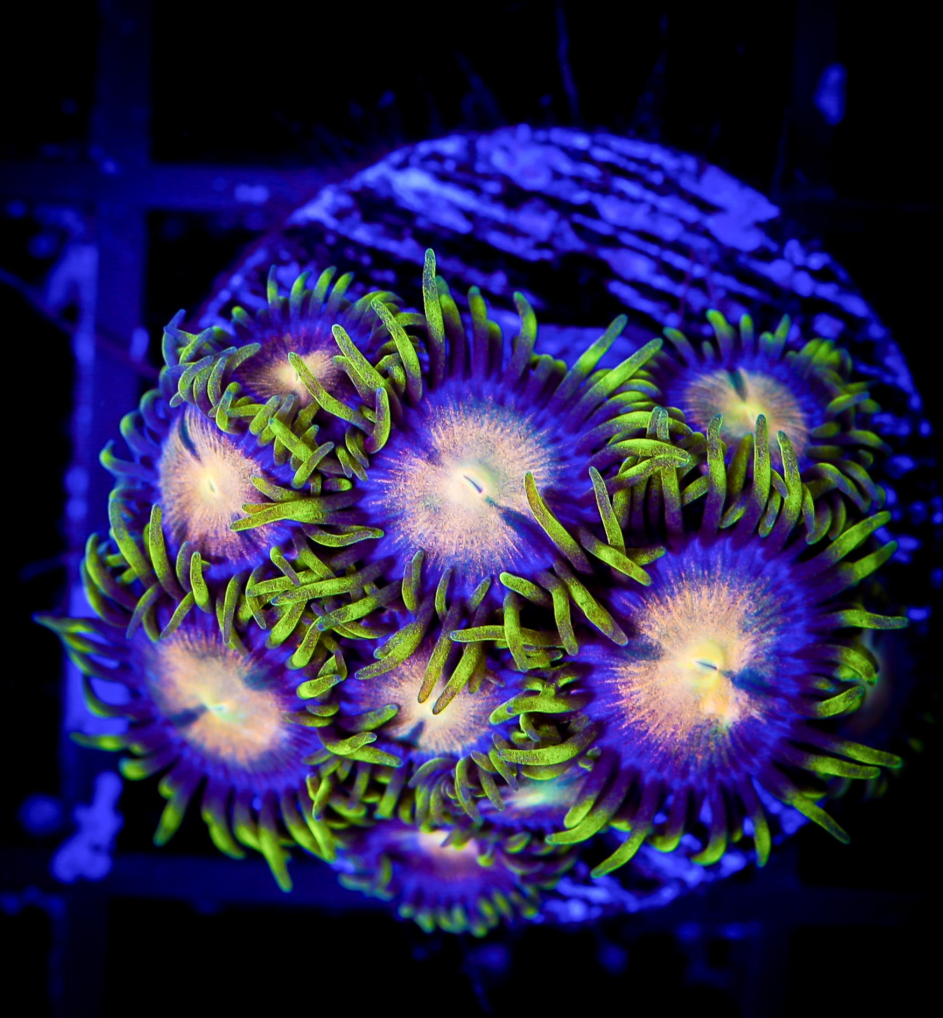 TSA HYDRA LADY DRAGON ZOA