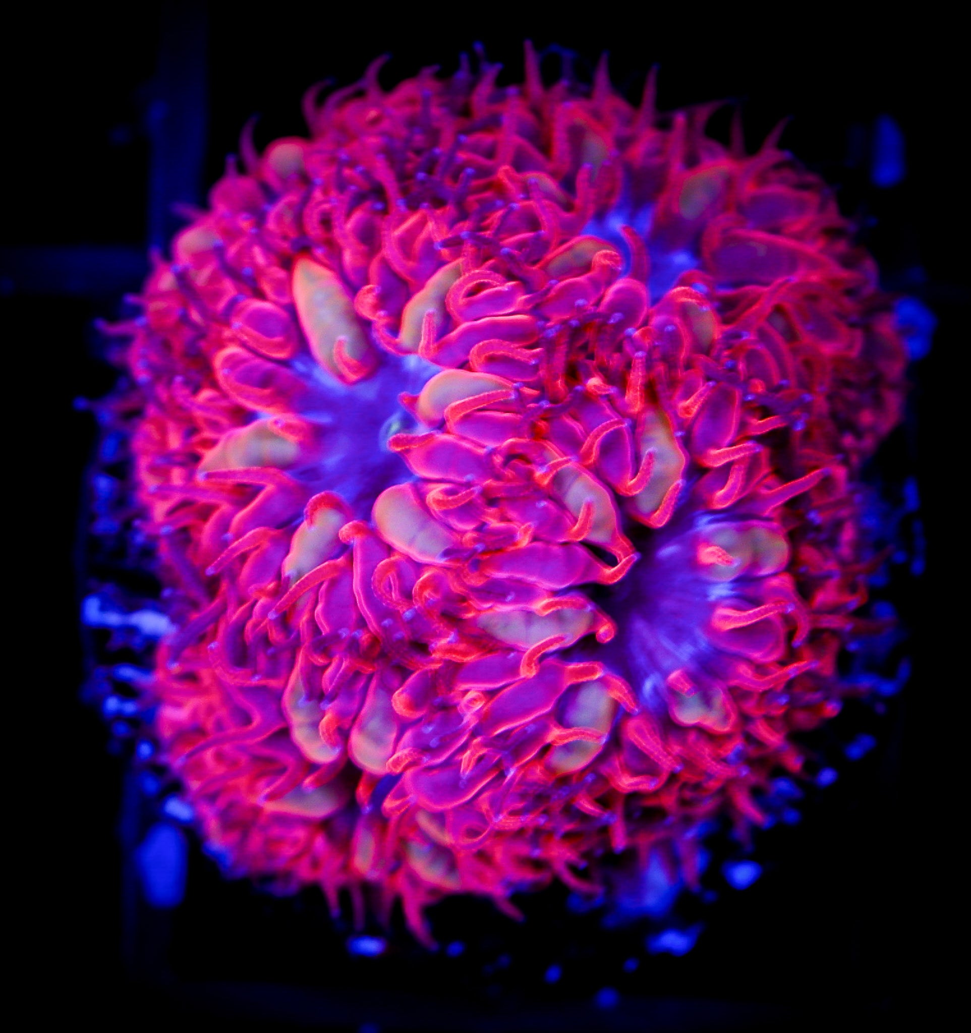 TSA BLUE RAVEN BLASTOMUSSA