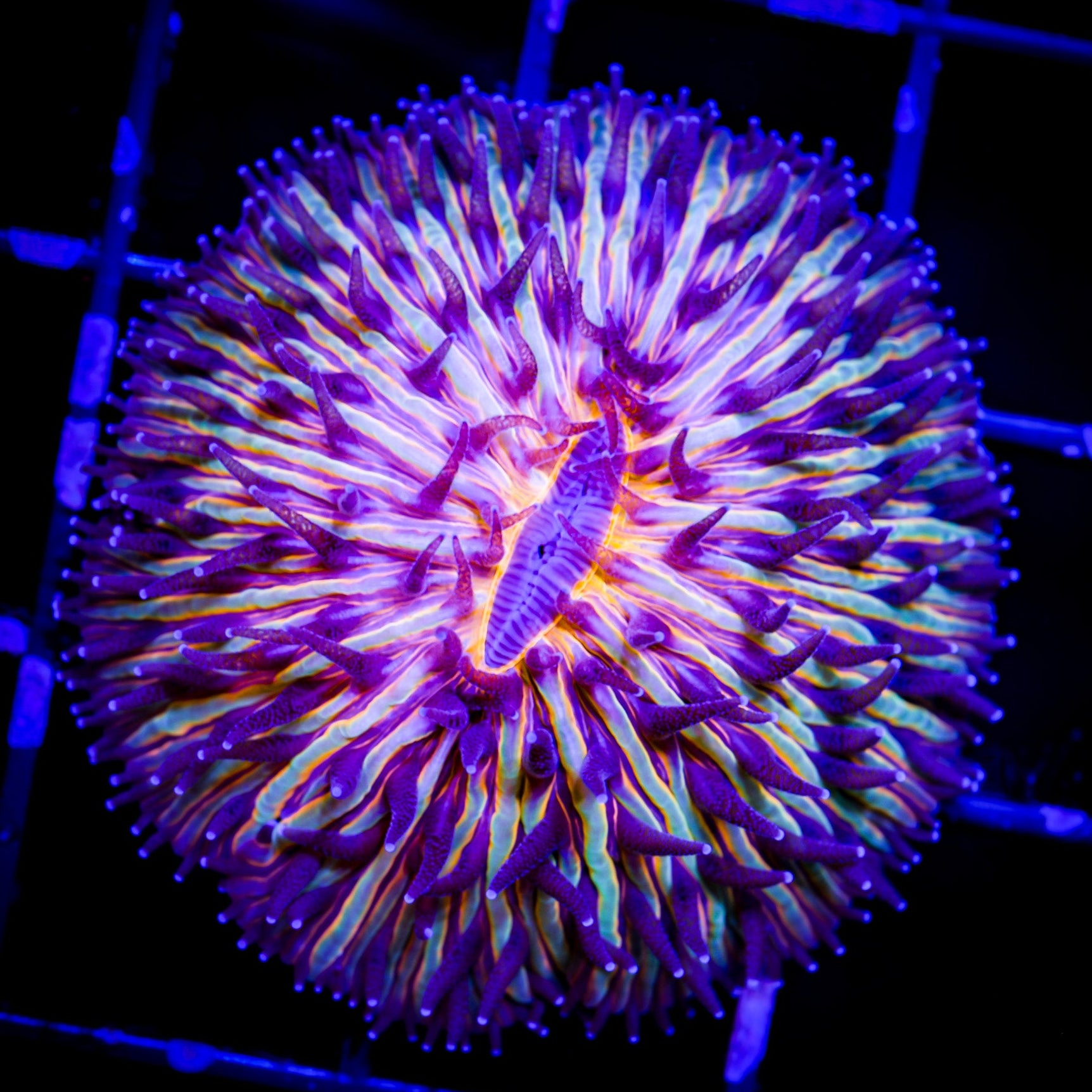 AUSSIE ORANGE DOME FUNGIA