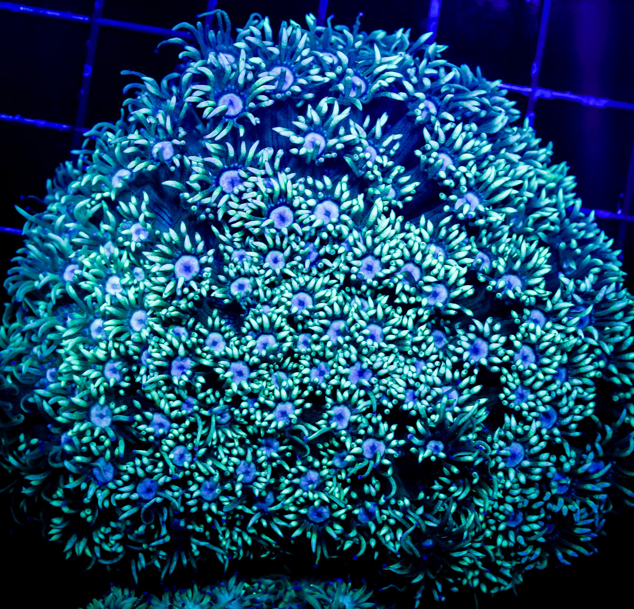 GREEN GONIOPORA COLONY