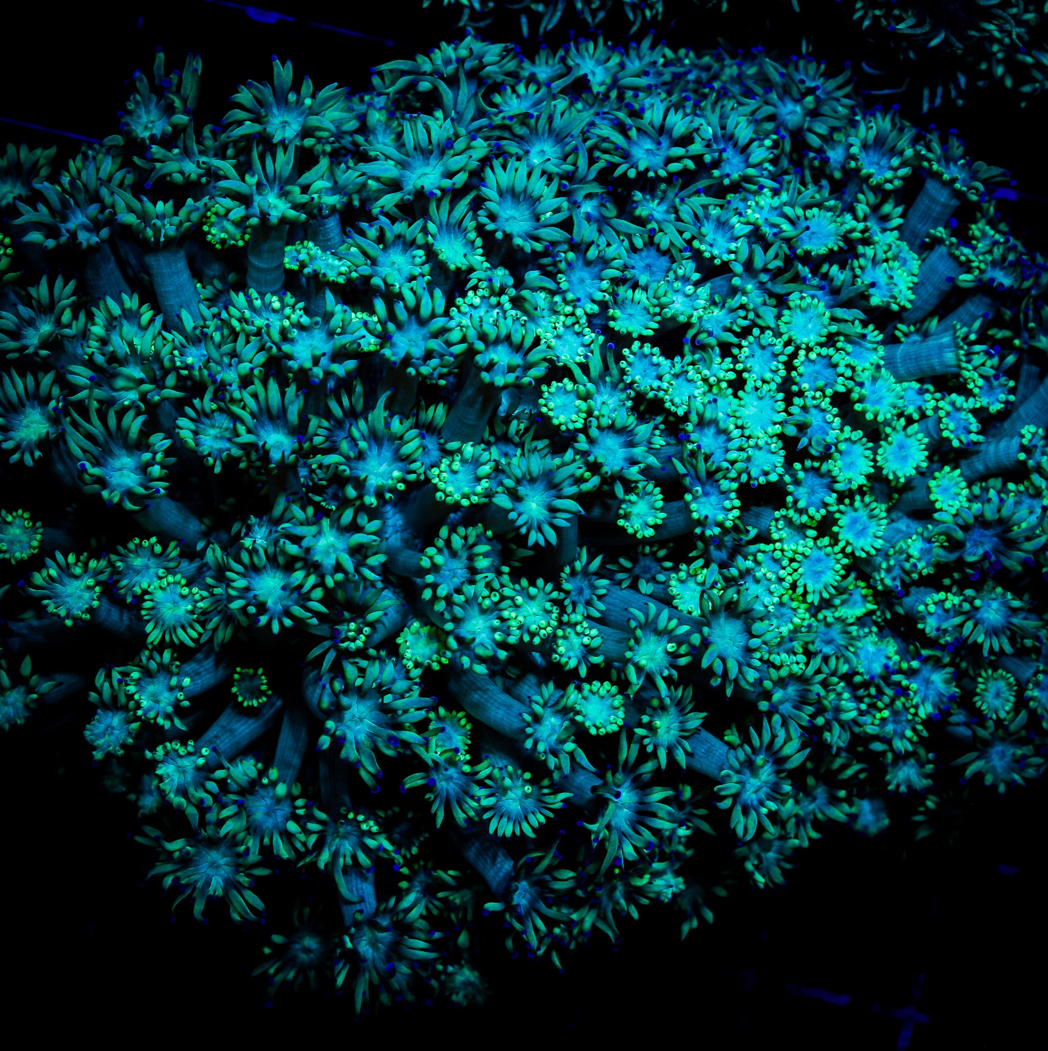 GREEN GONIOPORA COLONY