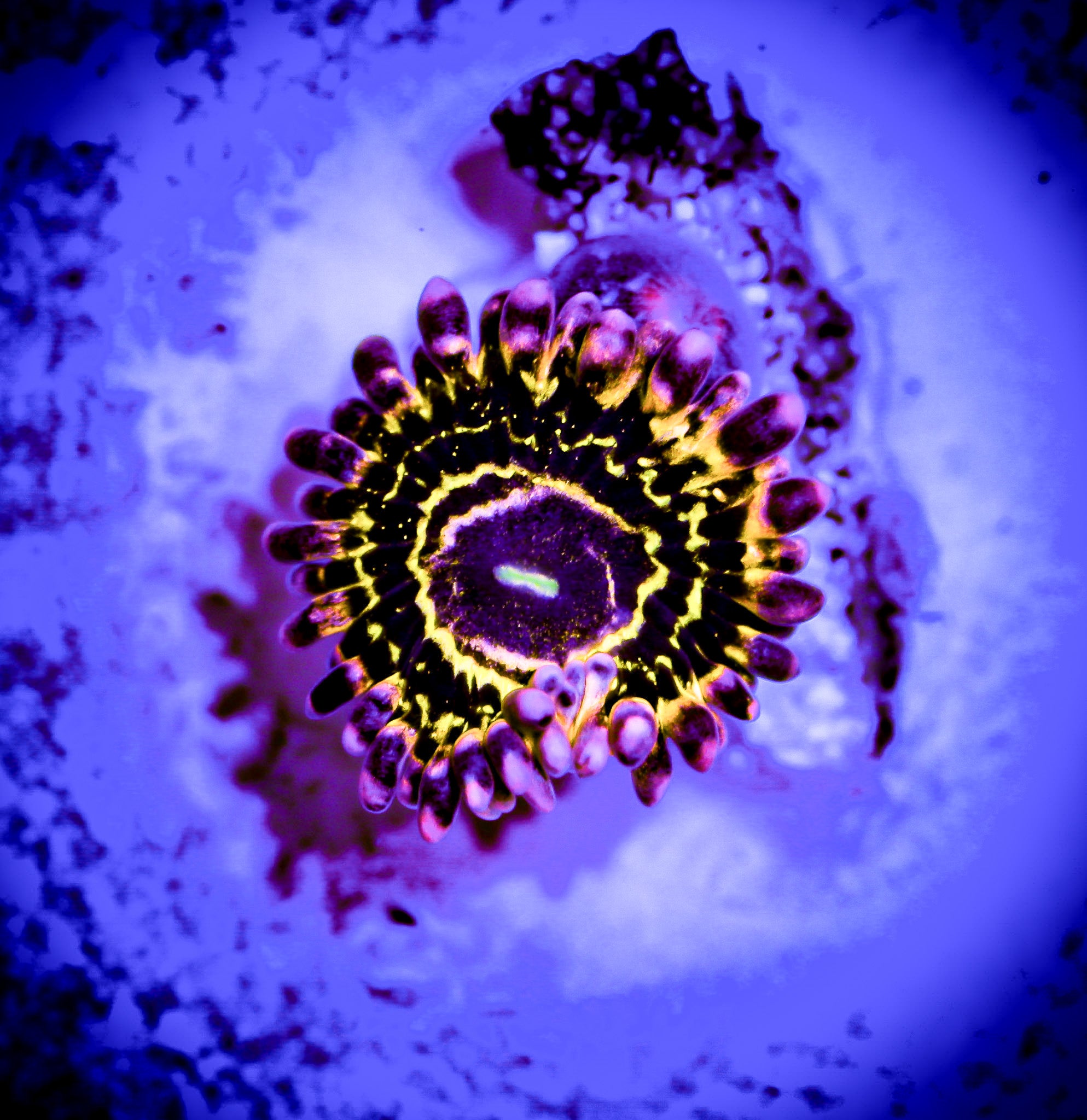 STRATOSPHERE ZOA