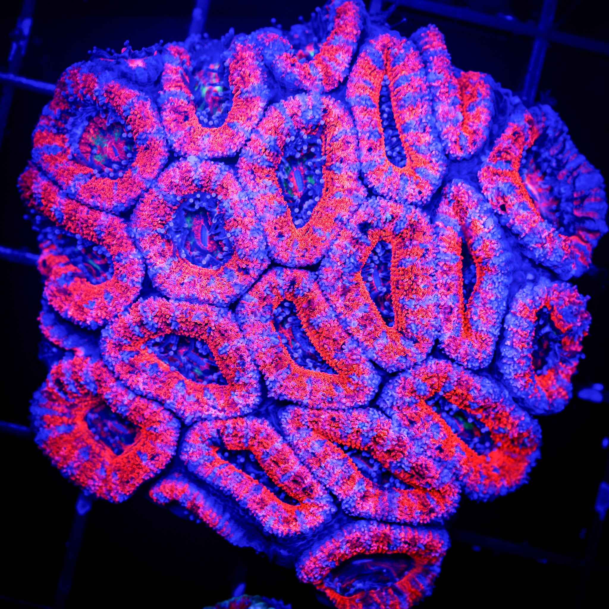 ULTRA ACAN COLONY