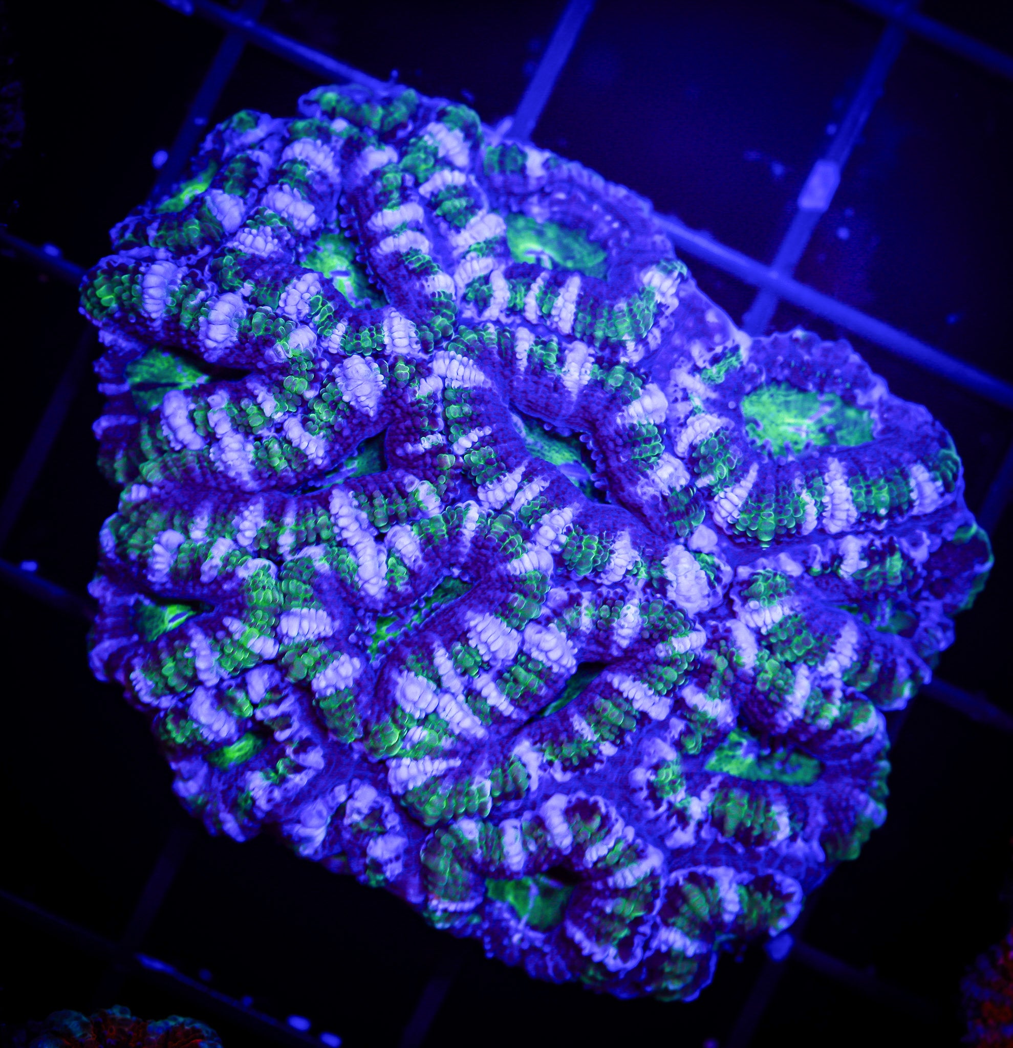 PANTHERO ACAN COLONY
