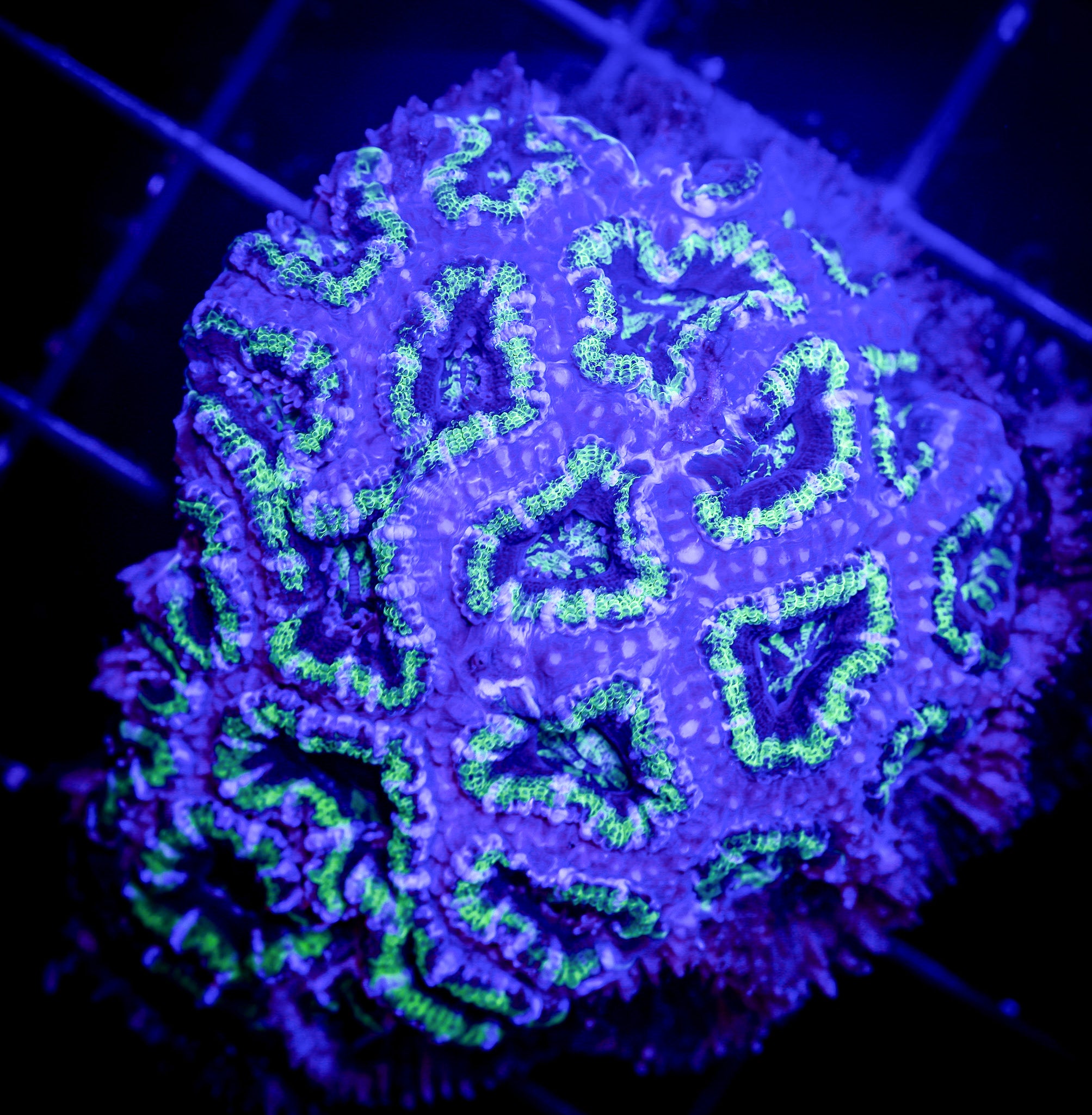 GREEN AND PURPLE ACAN COLONY