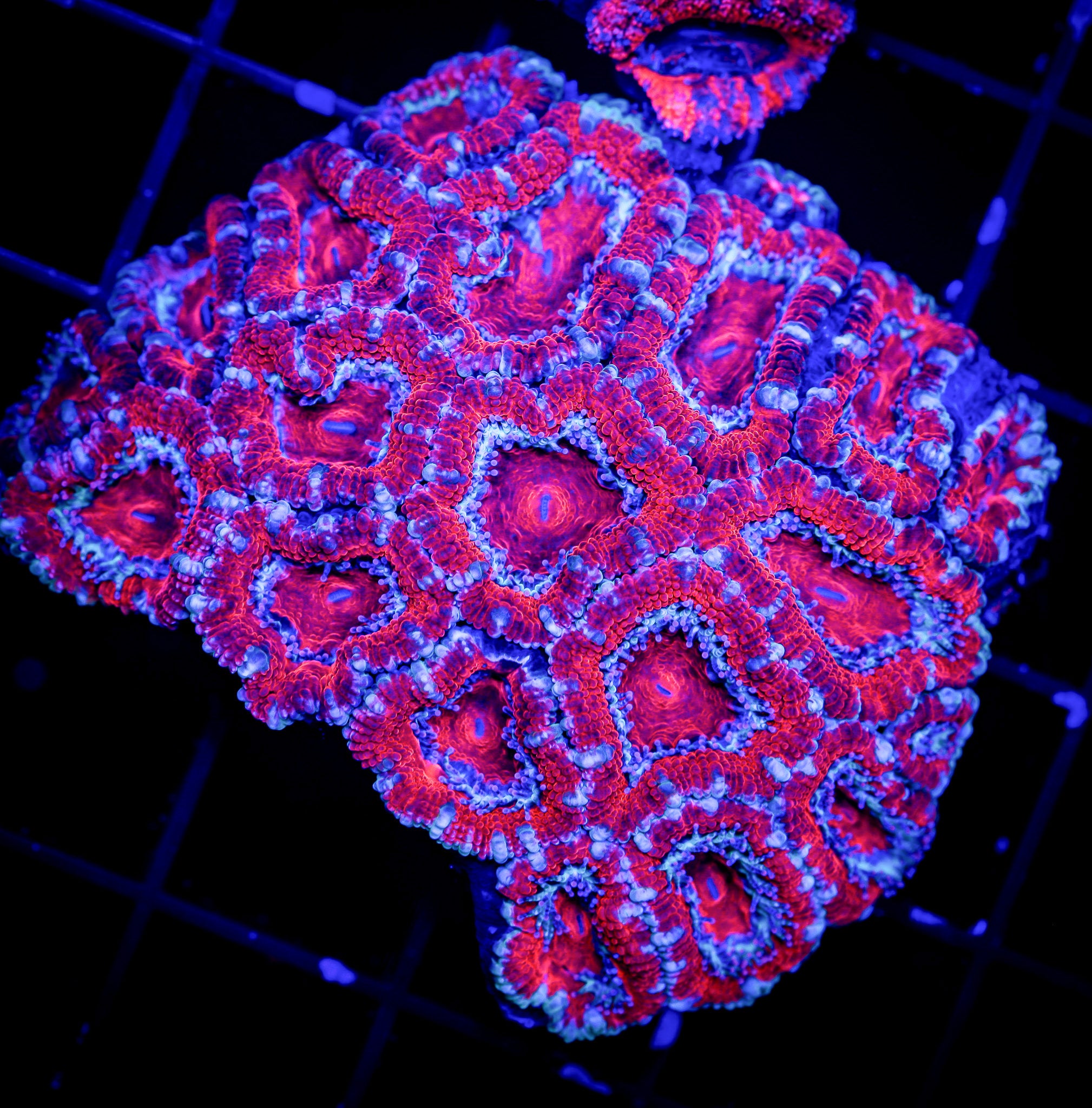 ULTRA RED AND BLUE ACAN COLONY