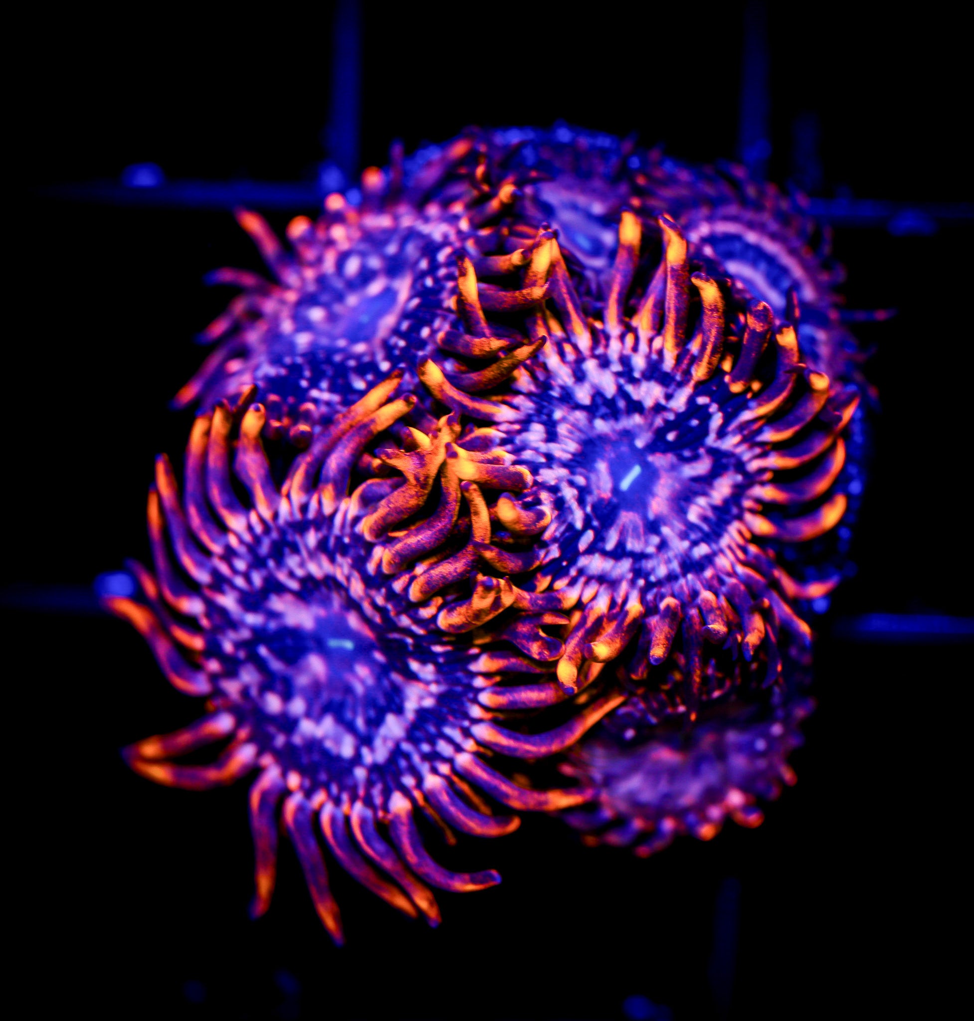 UTTER CHAOS ZOA