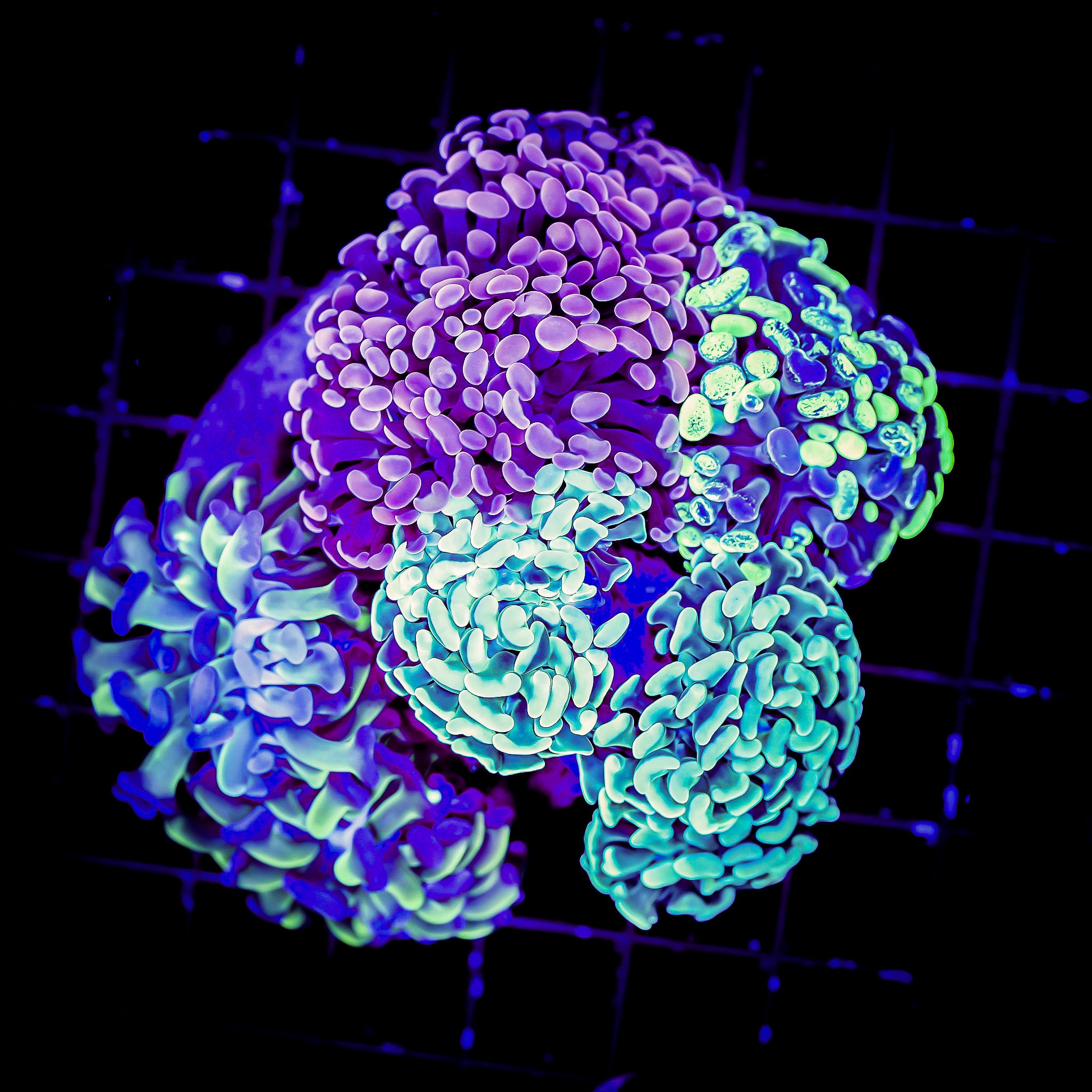 UNIQUE BRANCHING HAMMER GARDEN 12 HEADS