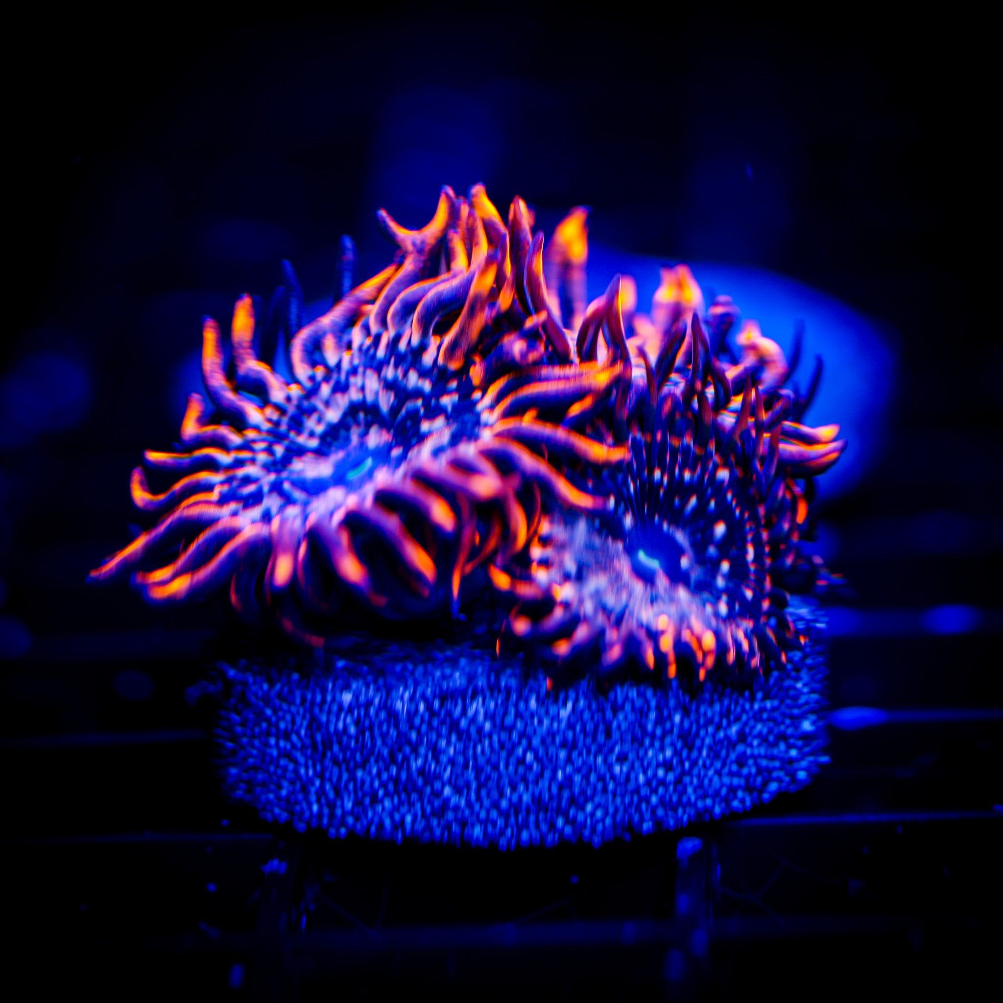 UTTER CHAOS ZOA