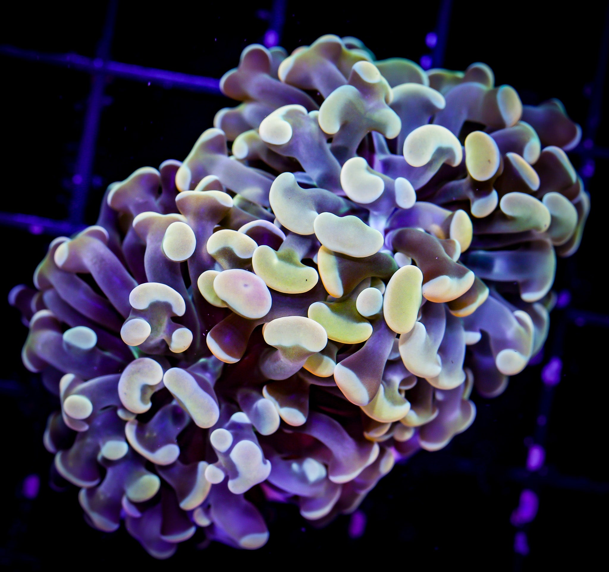 BRANCHING GOLD HAMMER 2H