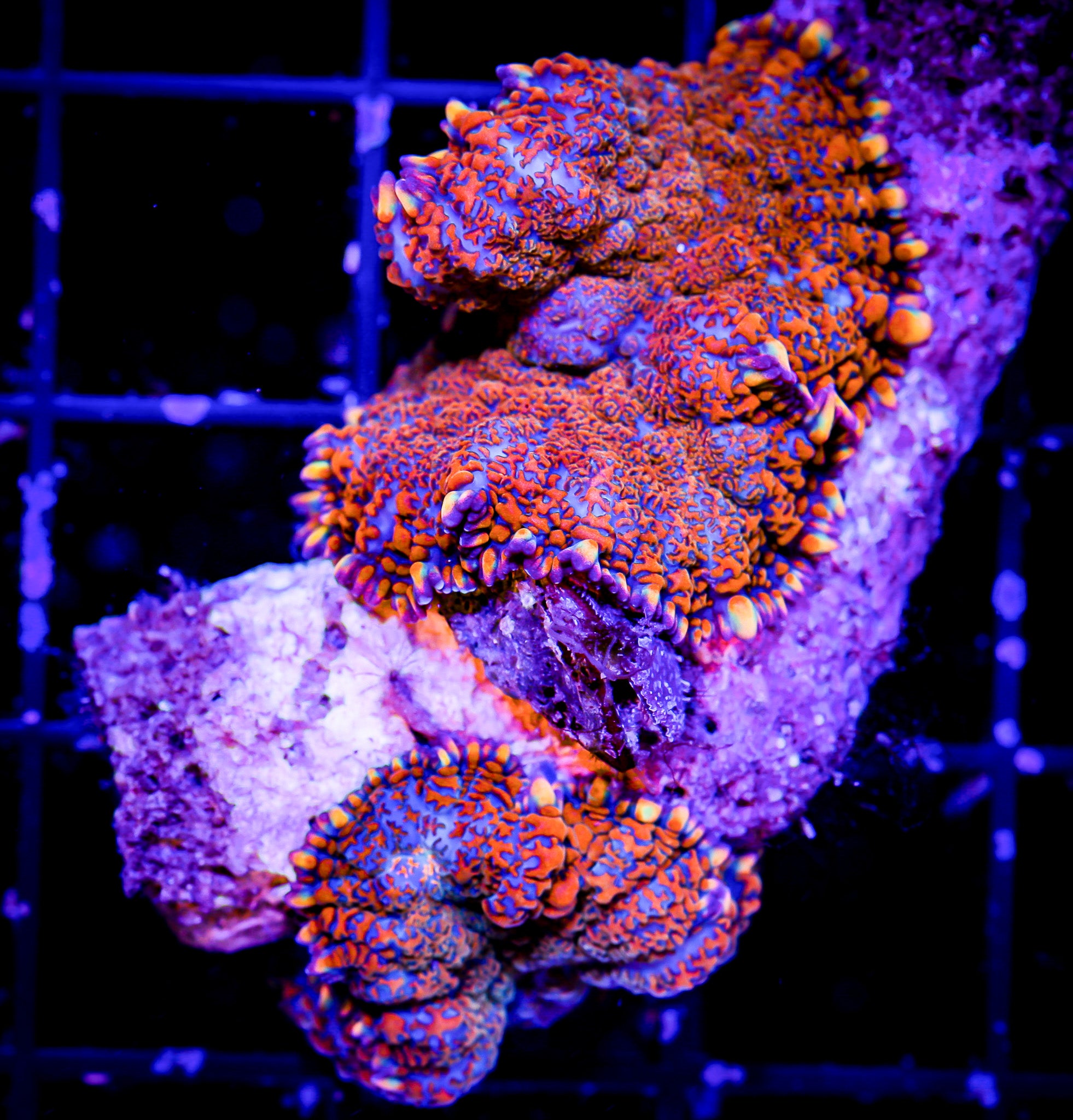 SUPERMAN RHODACTIS MUSHROOM