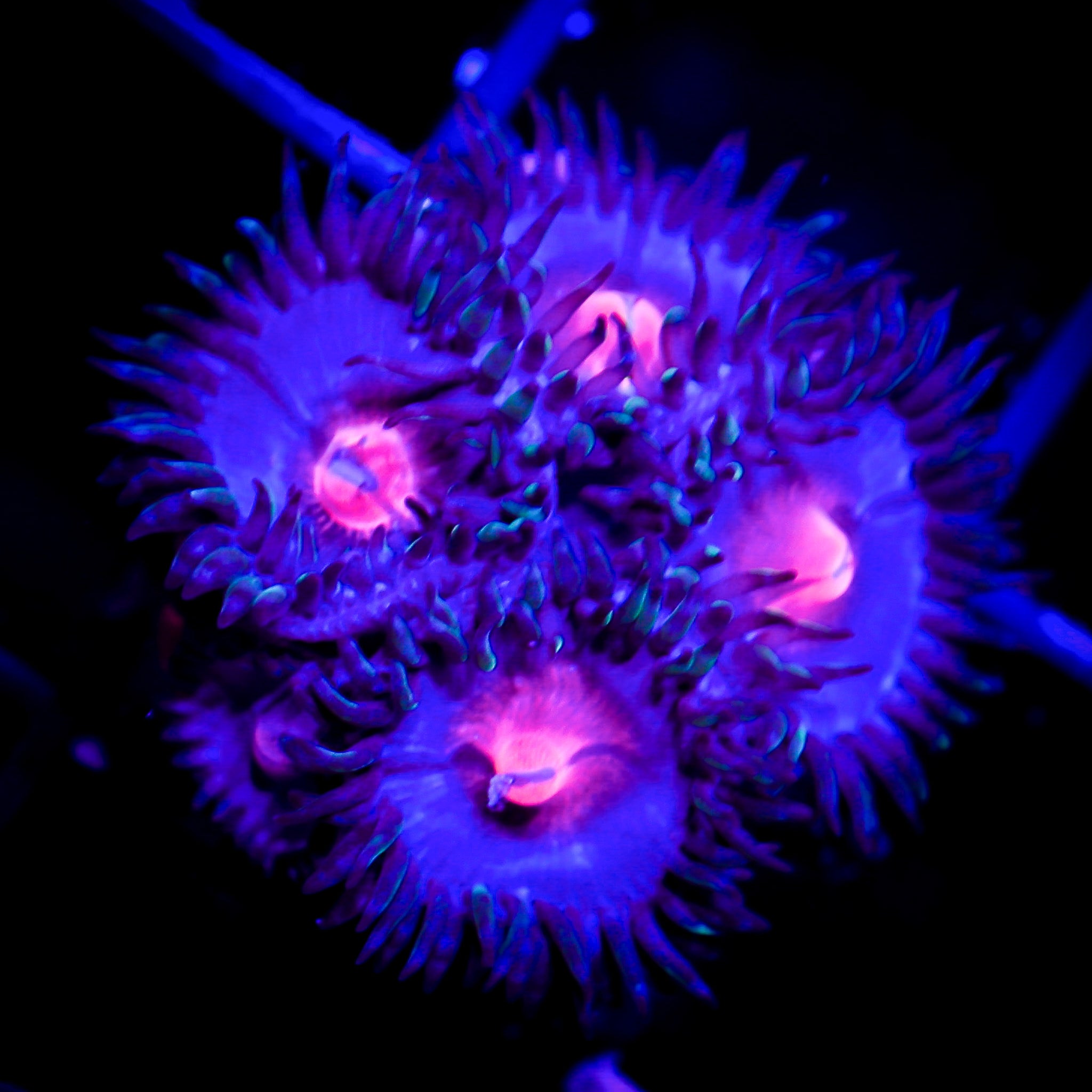 MIAMI VICE ZOA