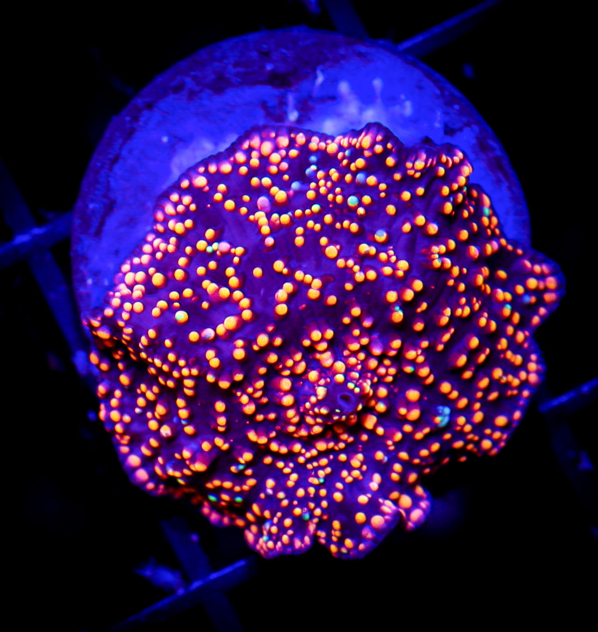 INTERSTELLAR MUSHROOM