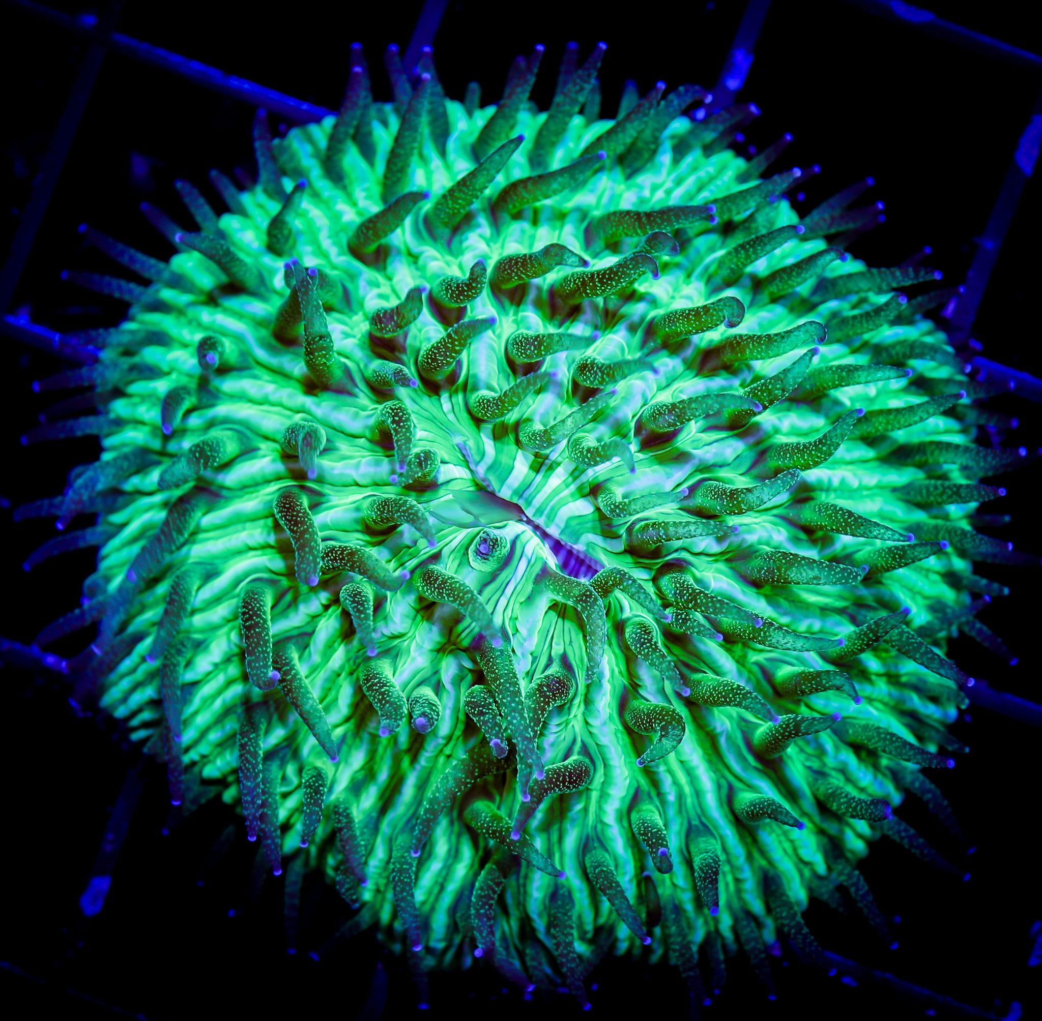 ULTRA GREEN DOME FUNGIA