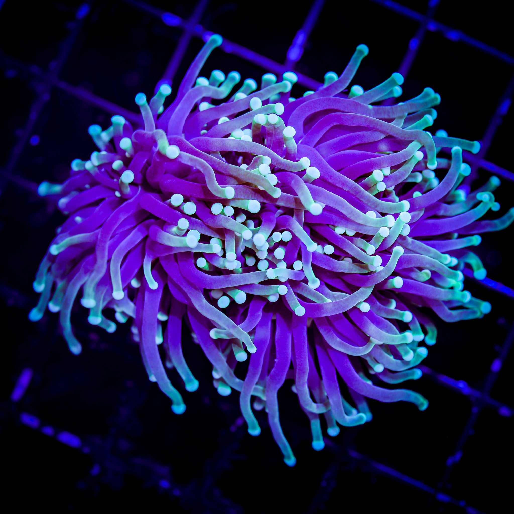 DRAGON SOUL TORCH VARIANT