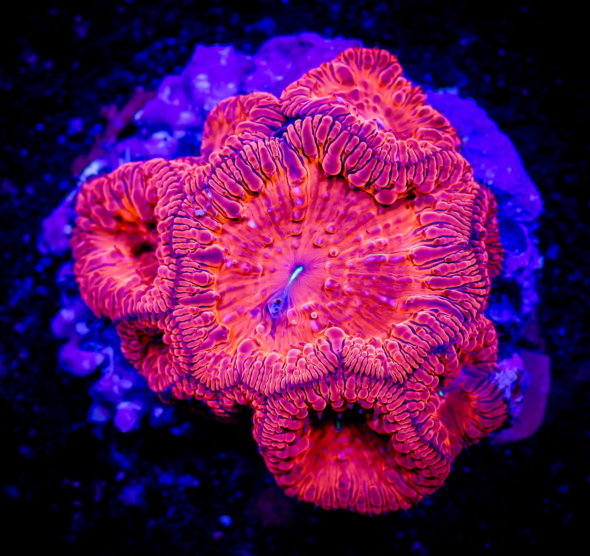 IRON MAN BLASTOMUSSA