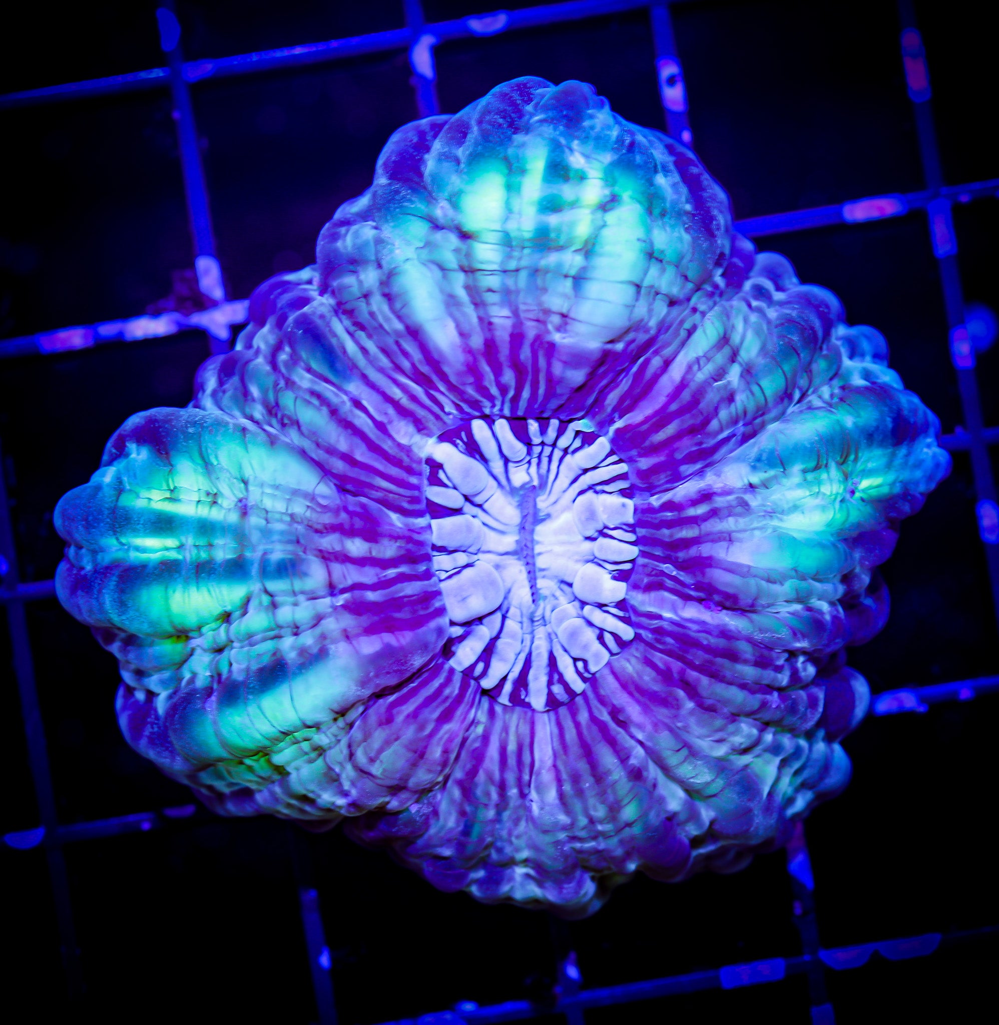 ULTRA GREEN AND PURPLE CYNARINA