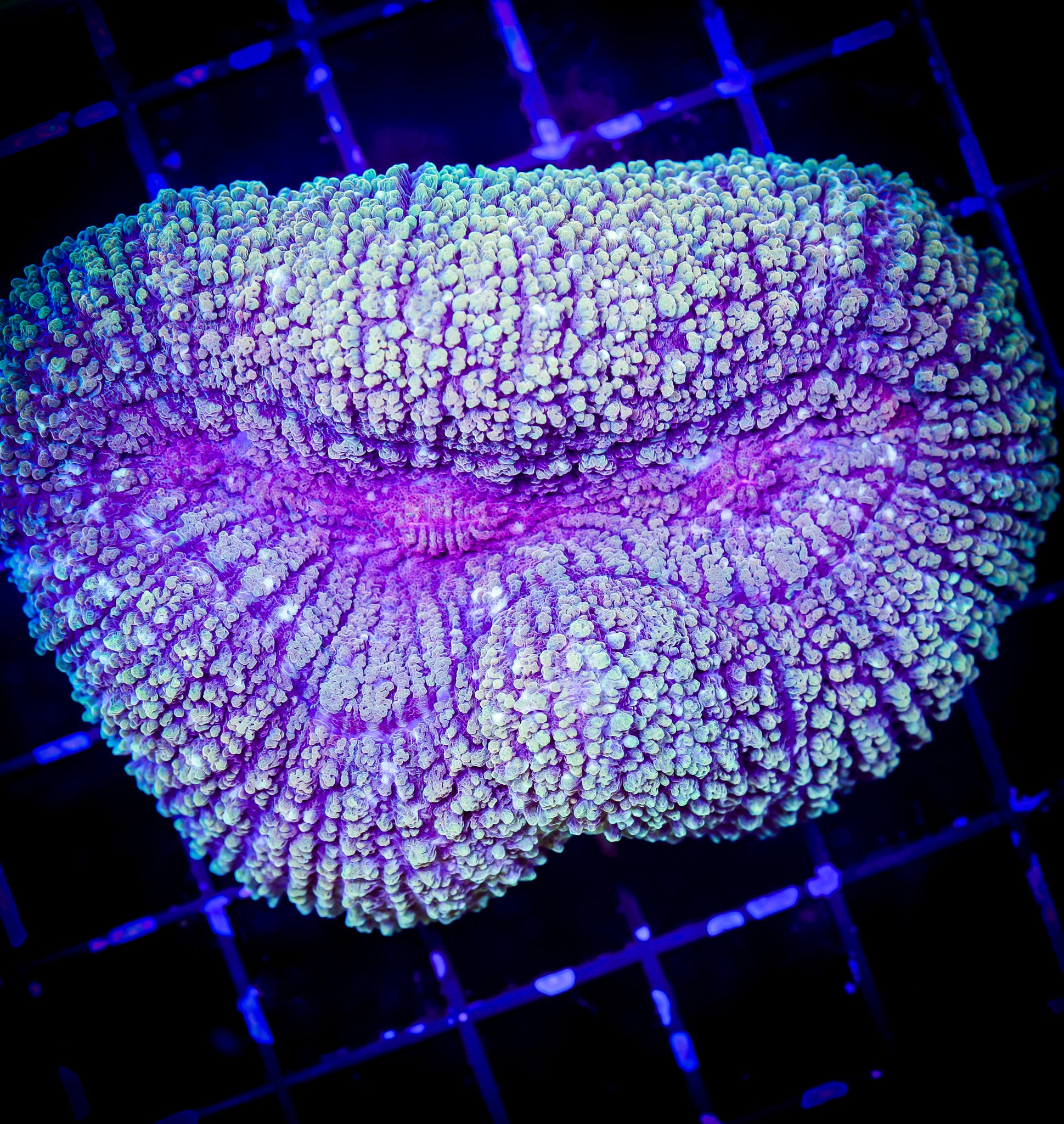 YELLOW AND PINK LOBOPHYLLIA