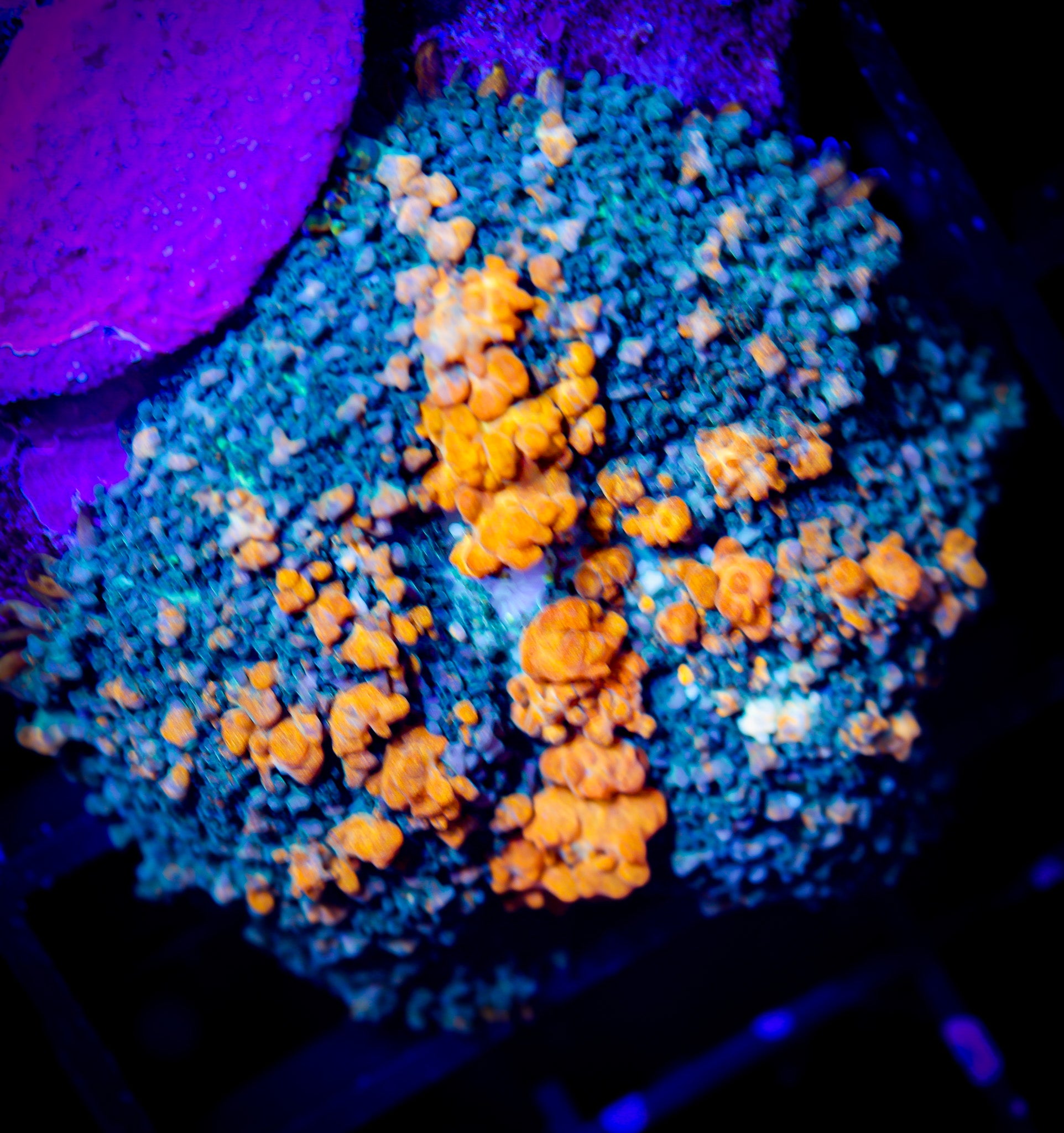 SUNKIST BOUNCE MUSHROOM