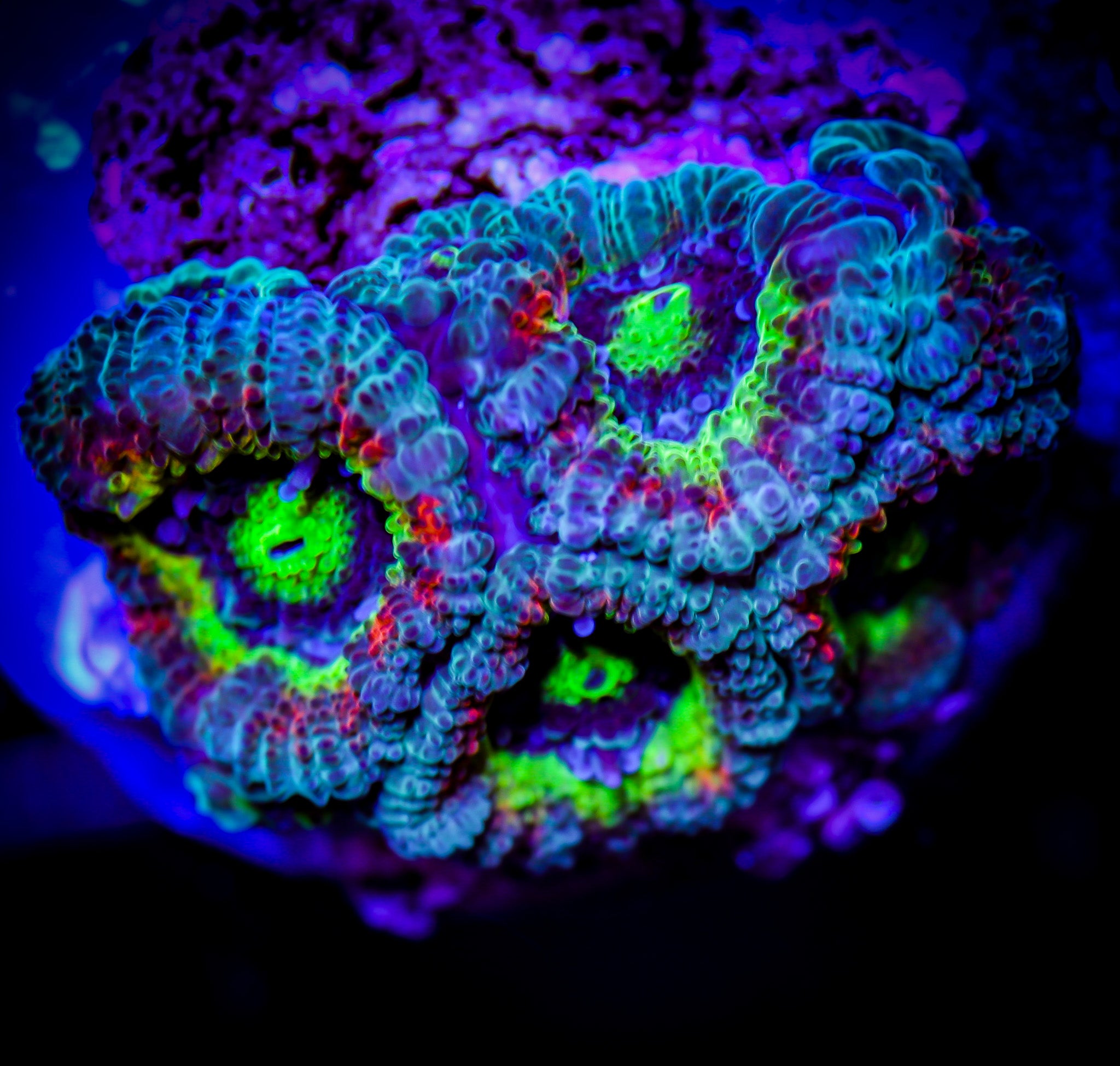 HOLY GRAIL MICROMUSA