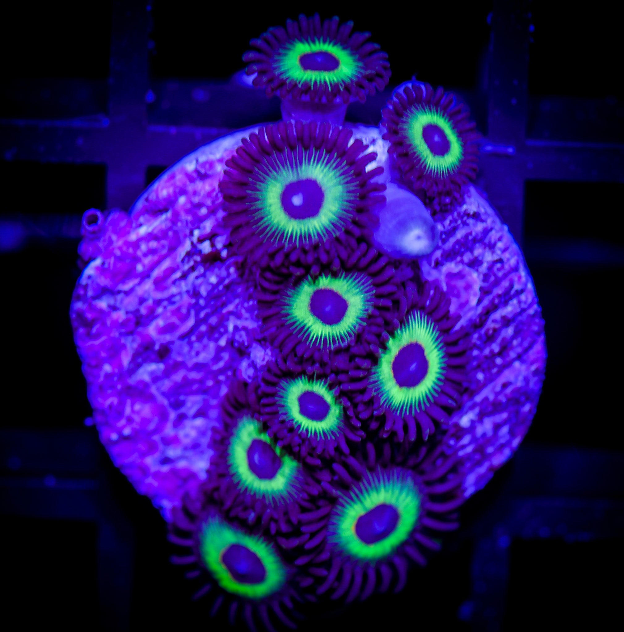 Mean Green Zoa