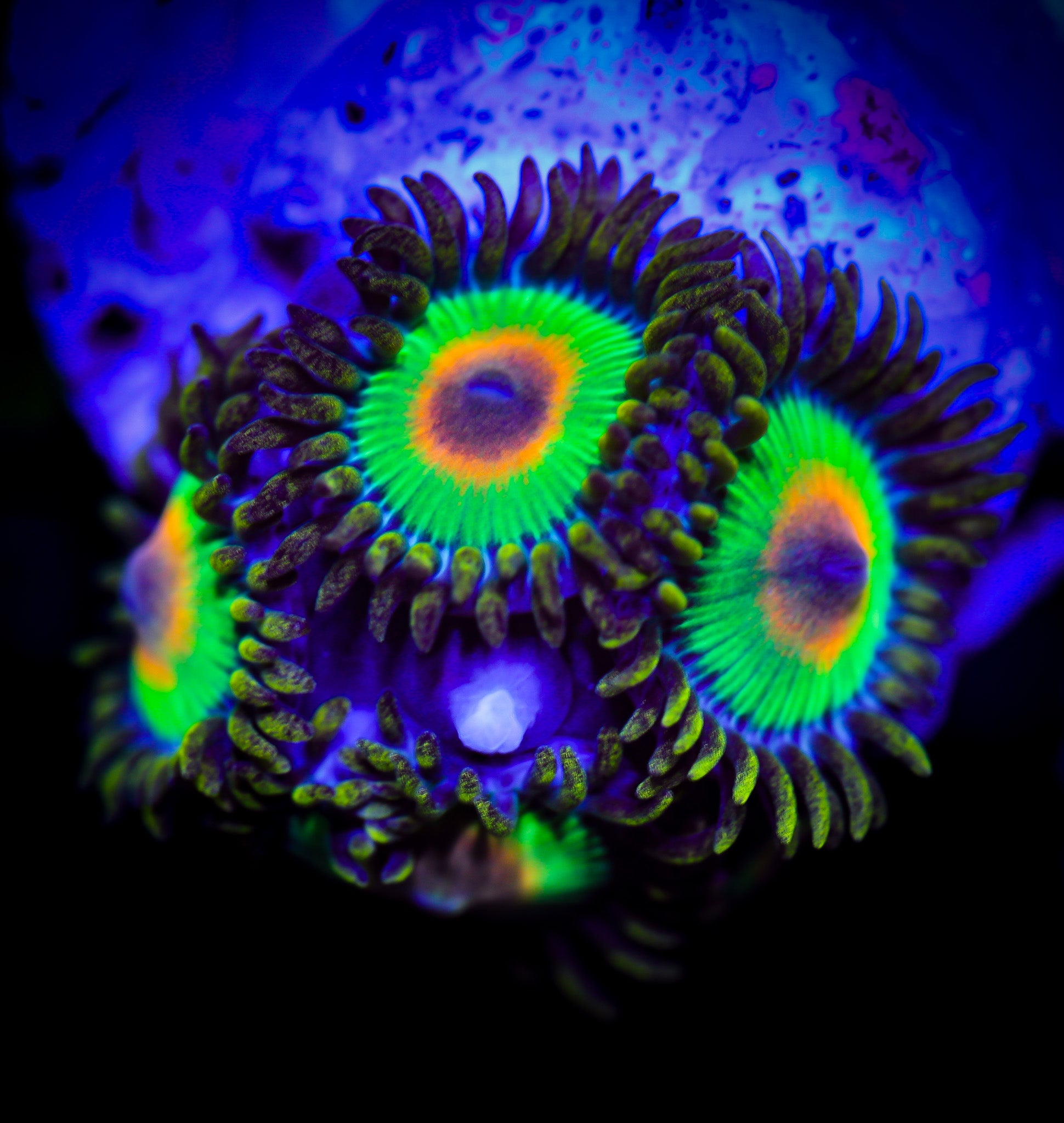 RASTA ZOA