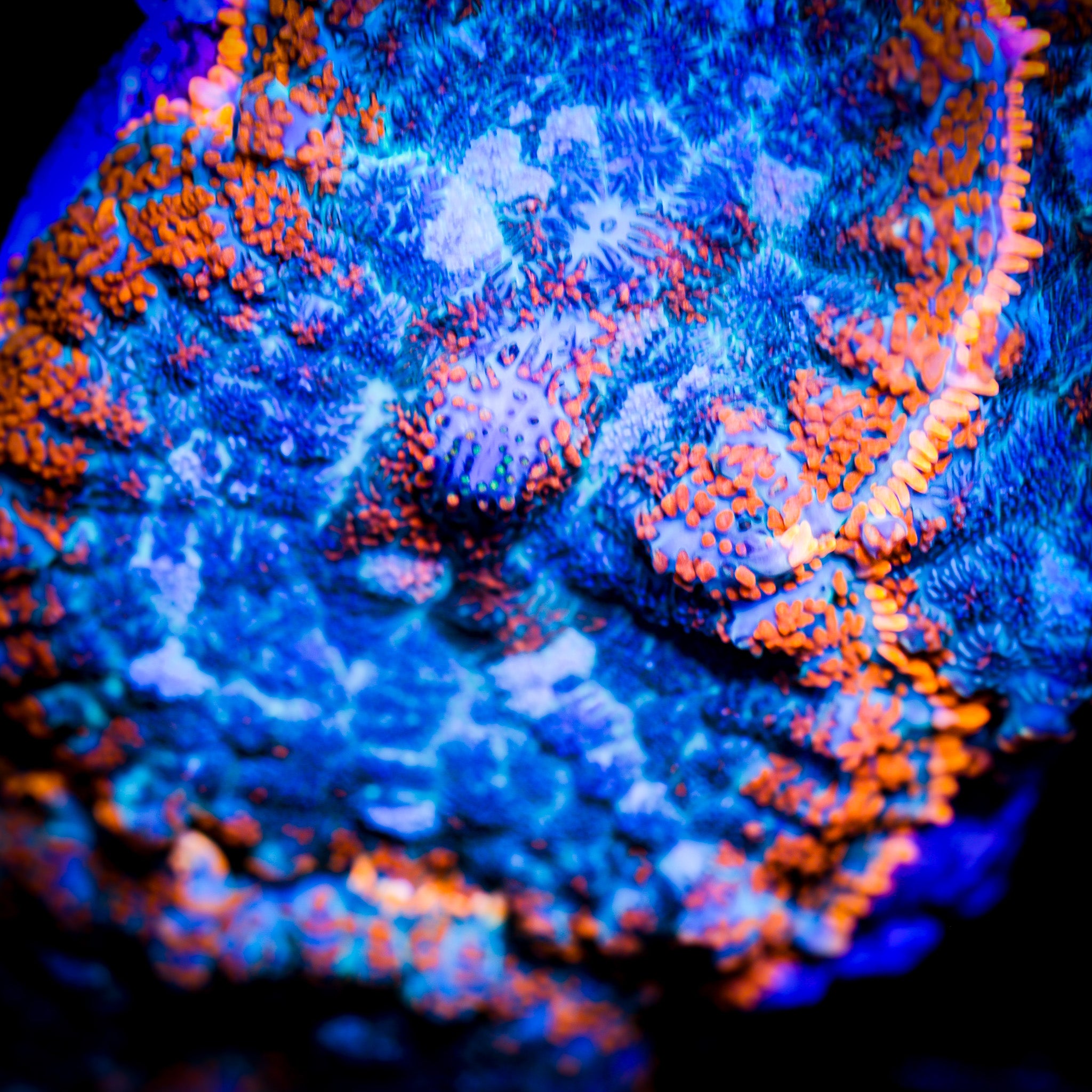 FOREST FIRE RHODACTIS MUSHROOM