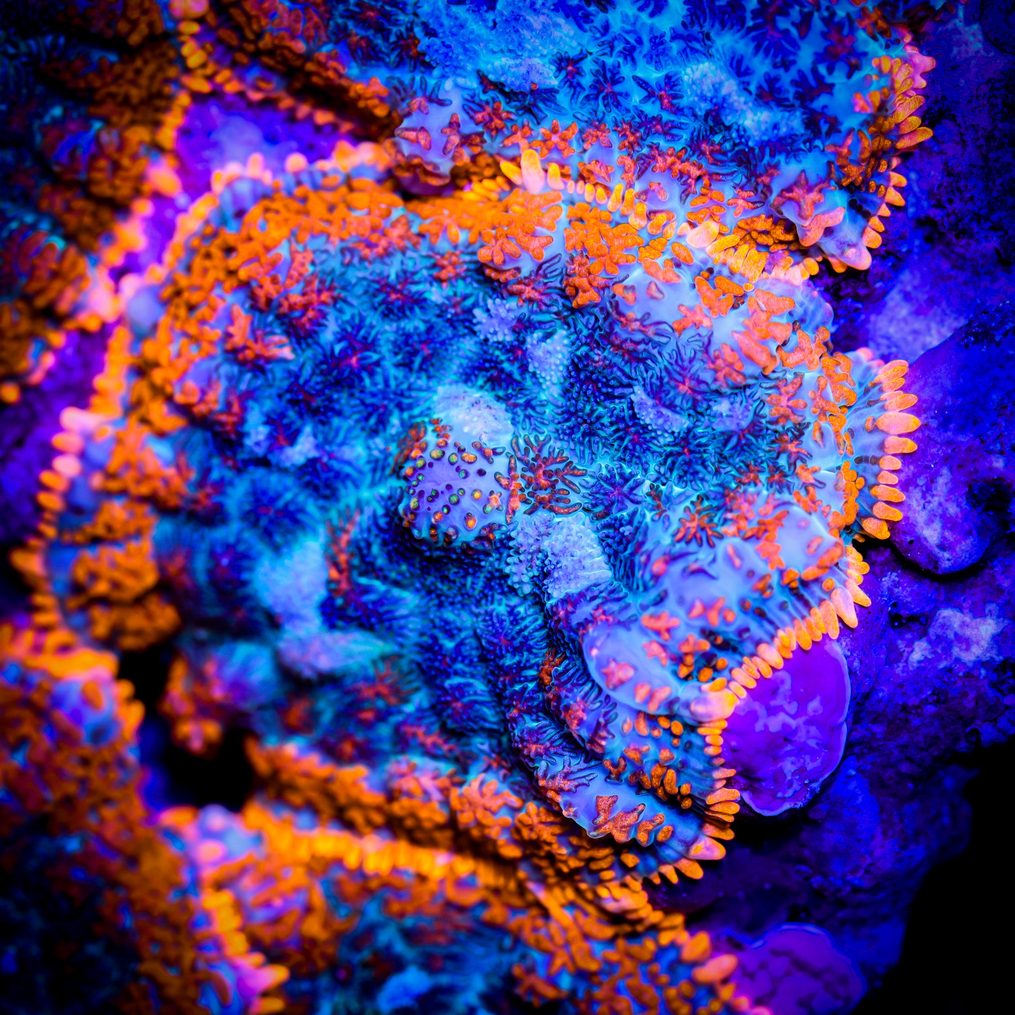 FOREST FIRE RHODACTIS MUSHROOM