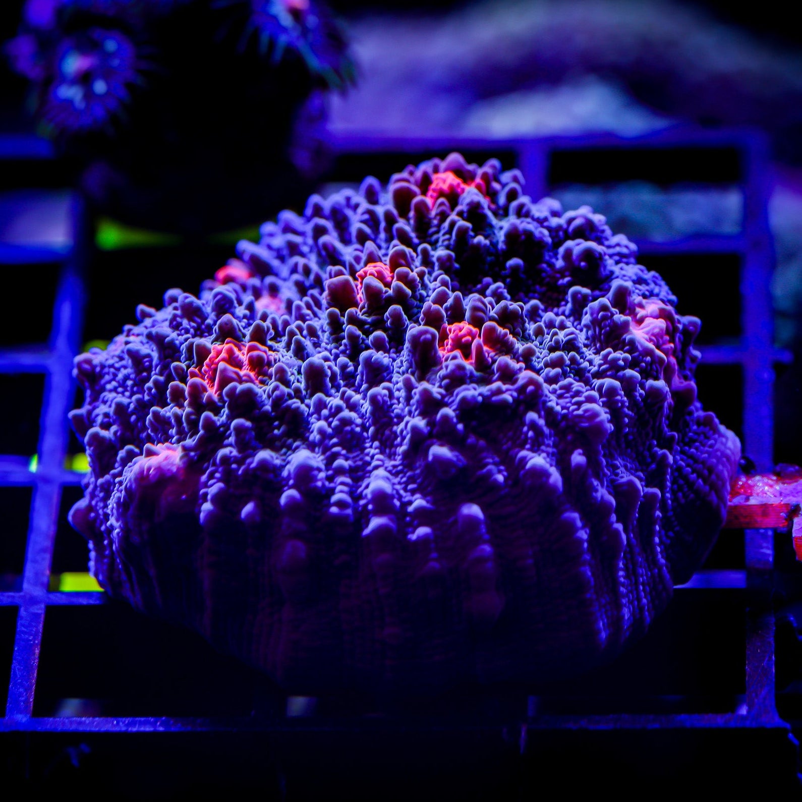 RG LILO 'N STITCH CHALICE