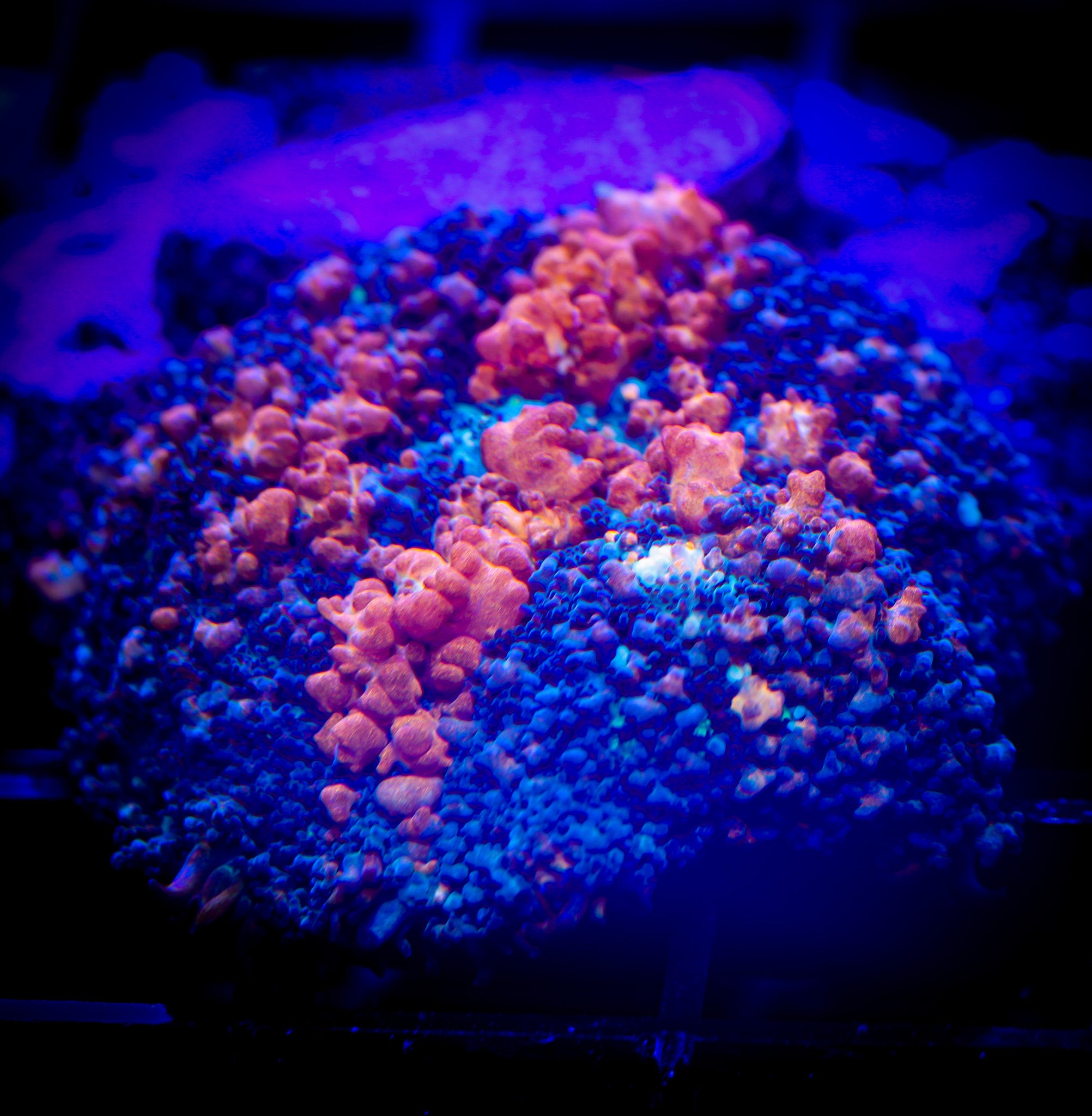 SUNKIST BOUNCE MUSHROOM