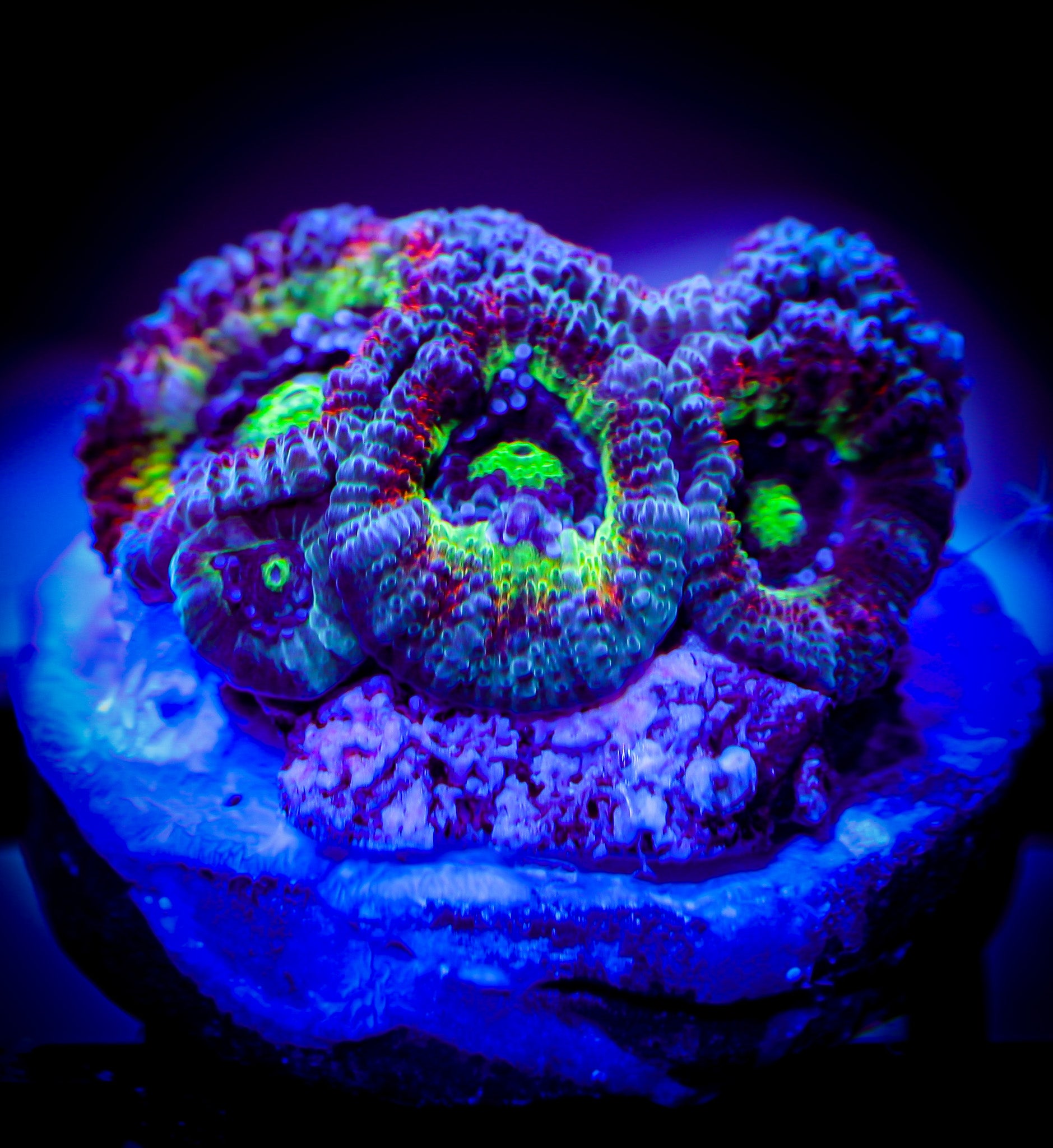 HOLY GRAIL MICROMUSA