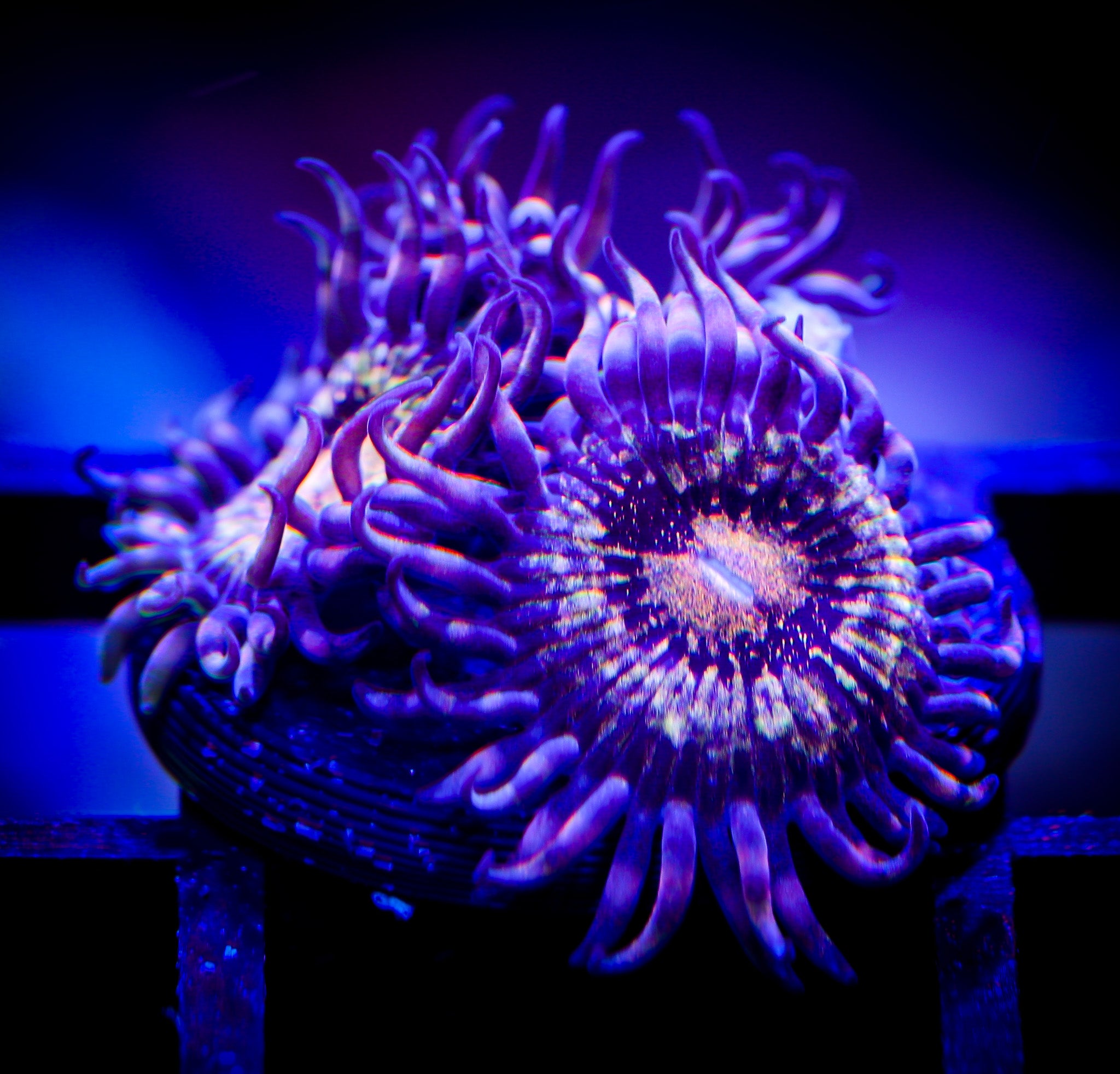 PANDORA ZOA