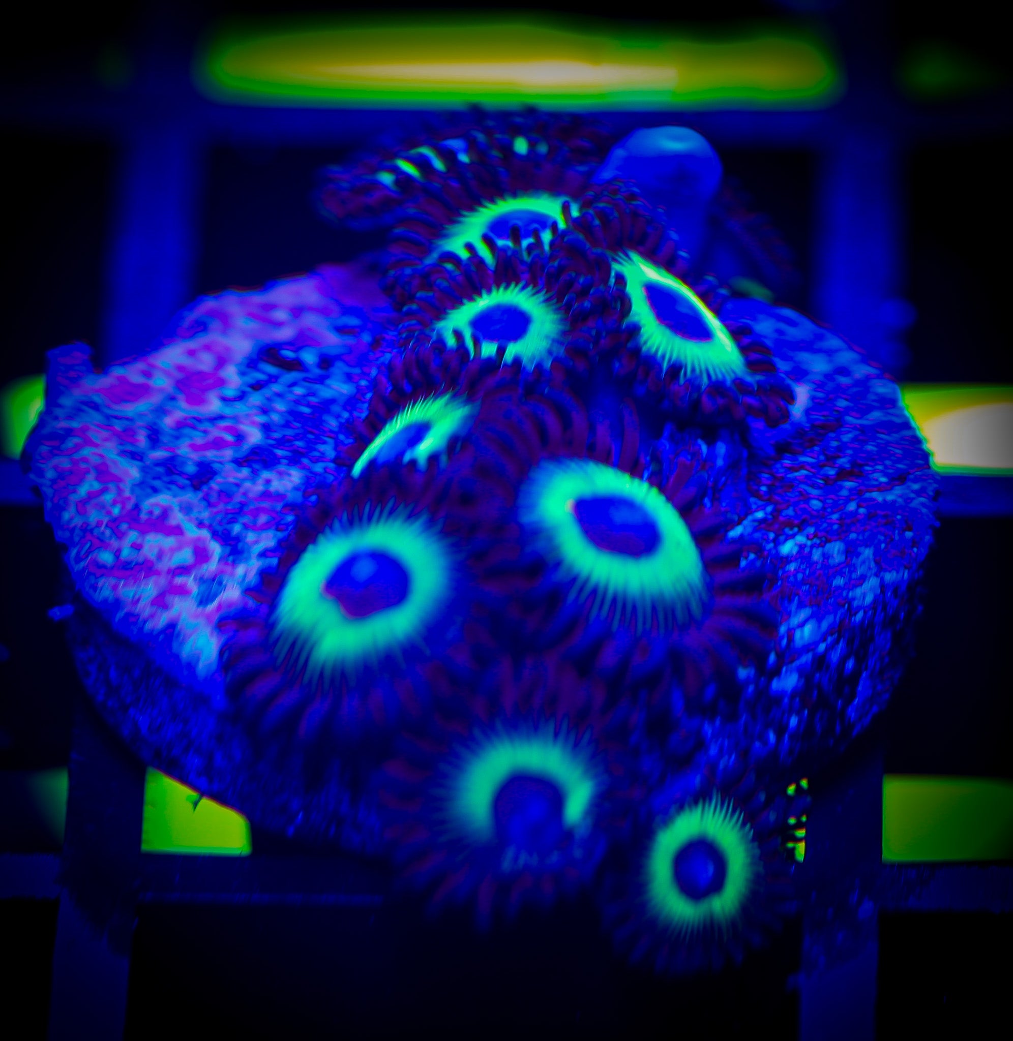 Mean Green Zoa