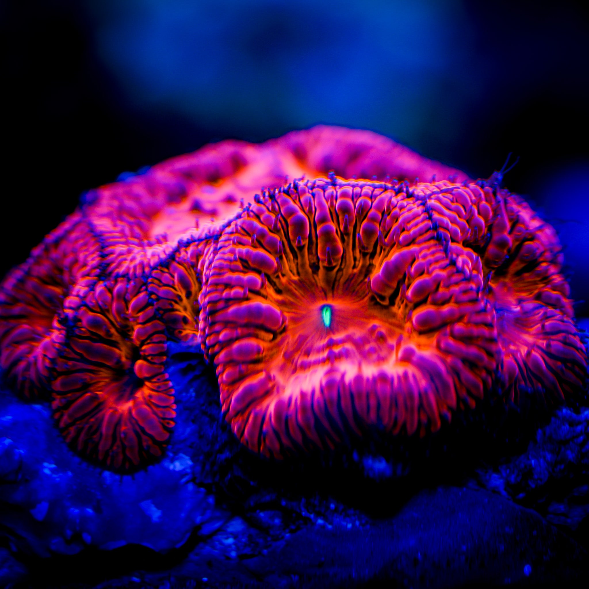 IRON MAN BLASTOMUSSA