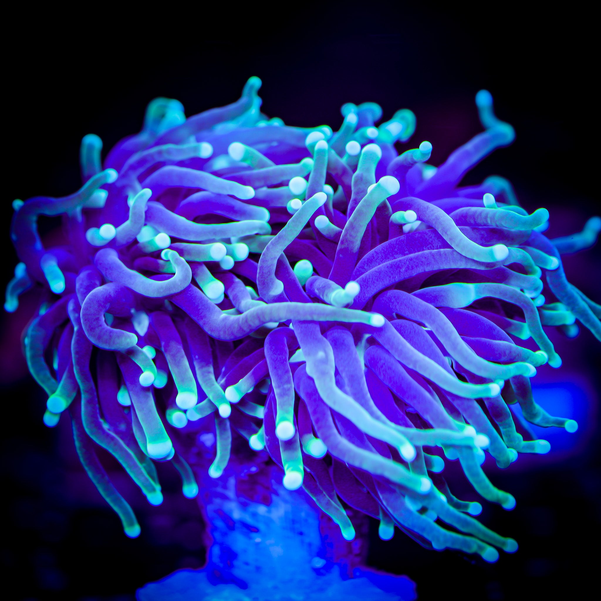 DRAGON SOUL TORCH VARIANT