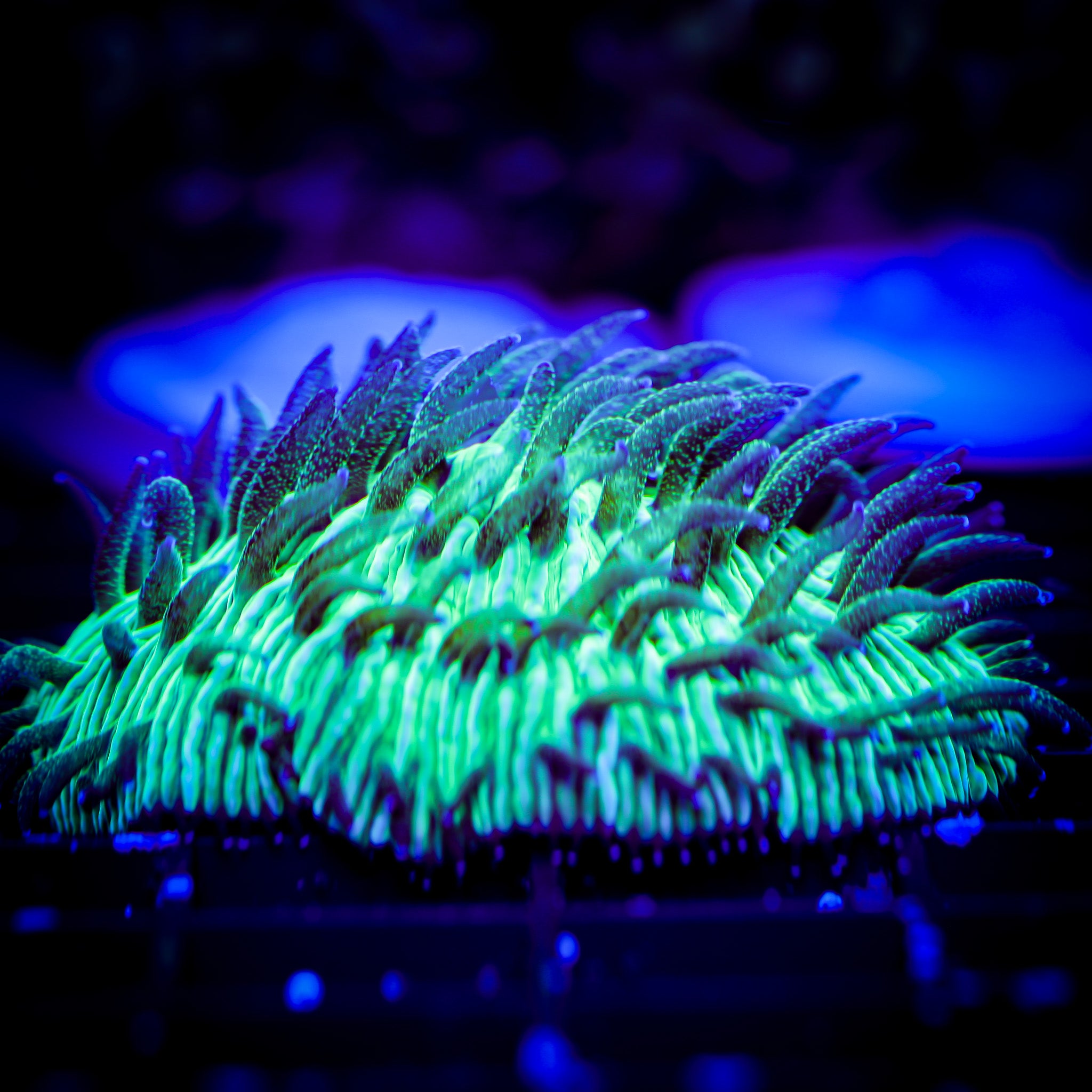 ULTRA GREEN DOME FUNGIA