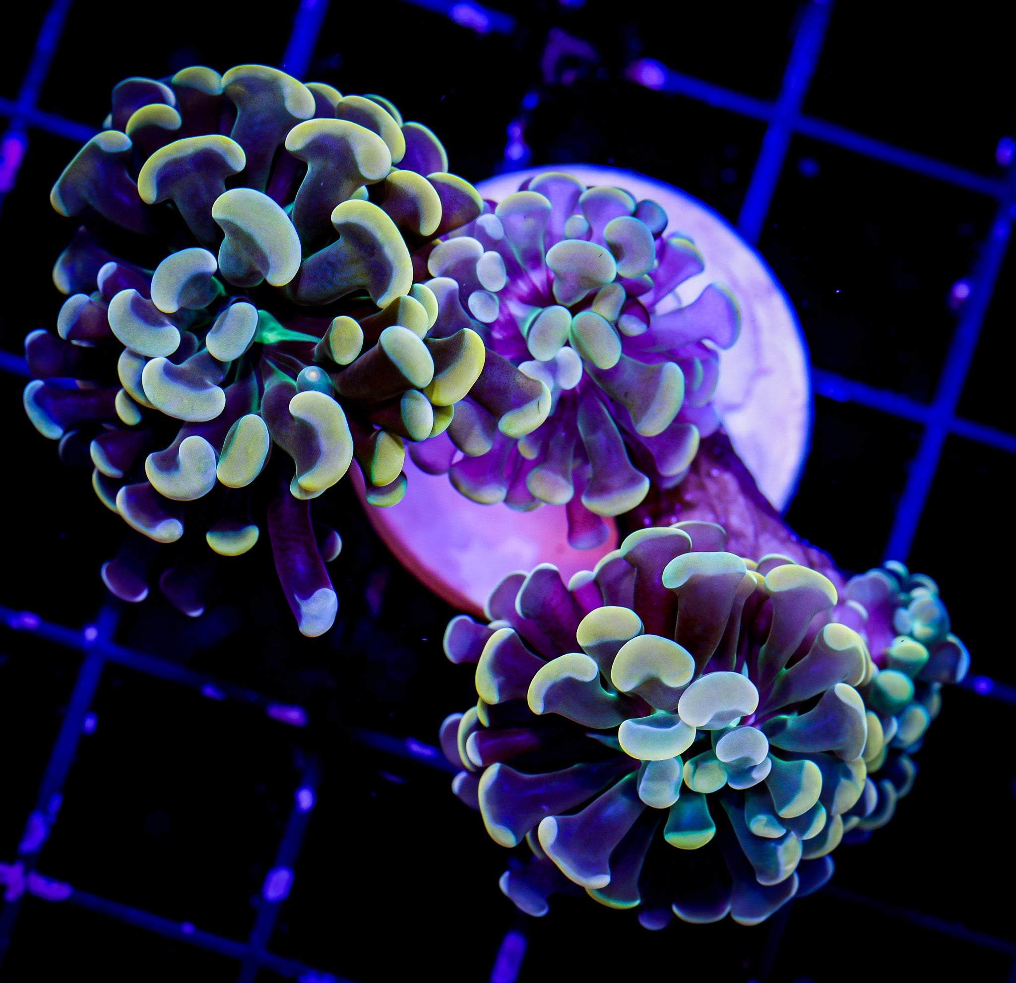 ORANGE BRANCHING HAMMER