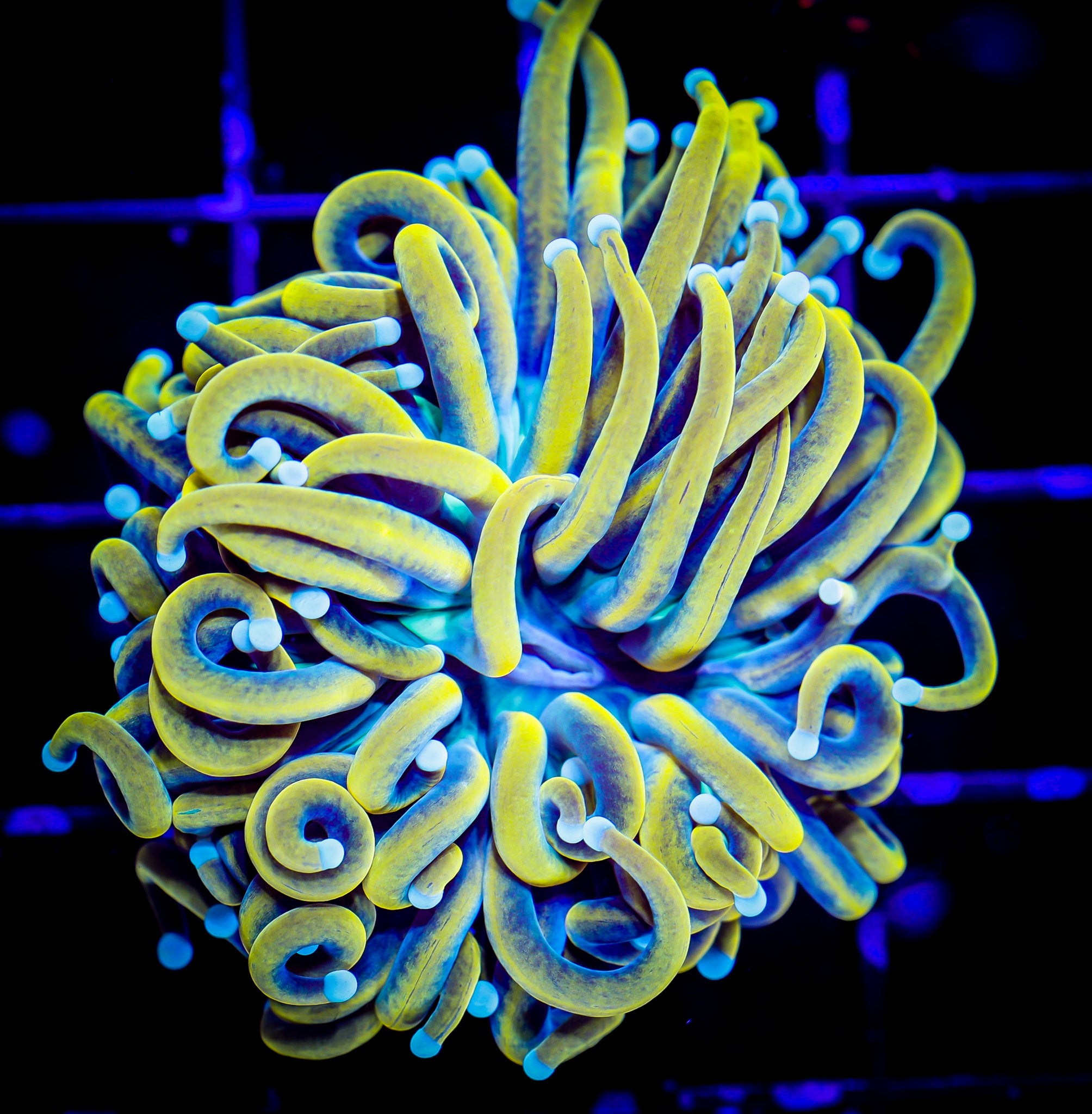 HOLY GRAIL BANANA TORCH