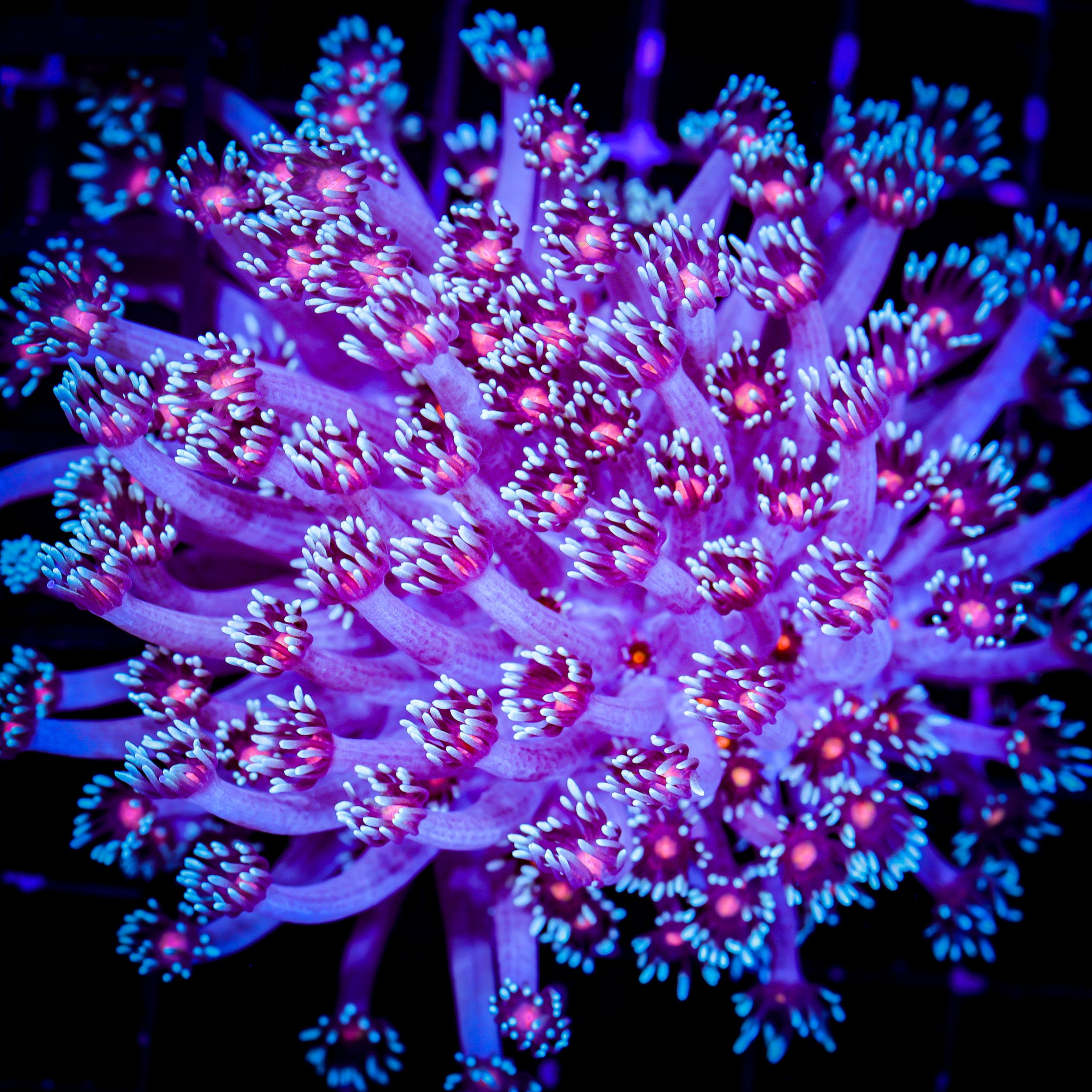 PINK CENTER GONIOPORA