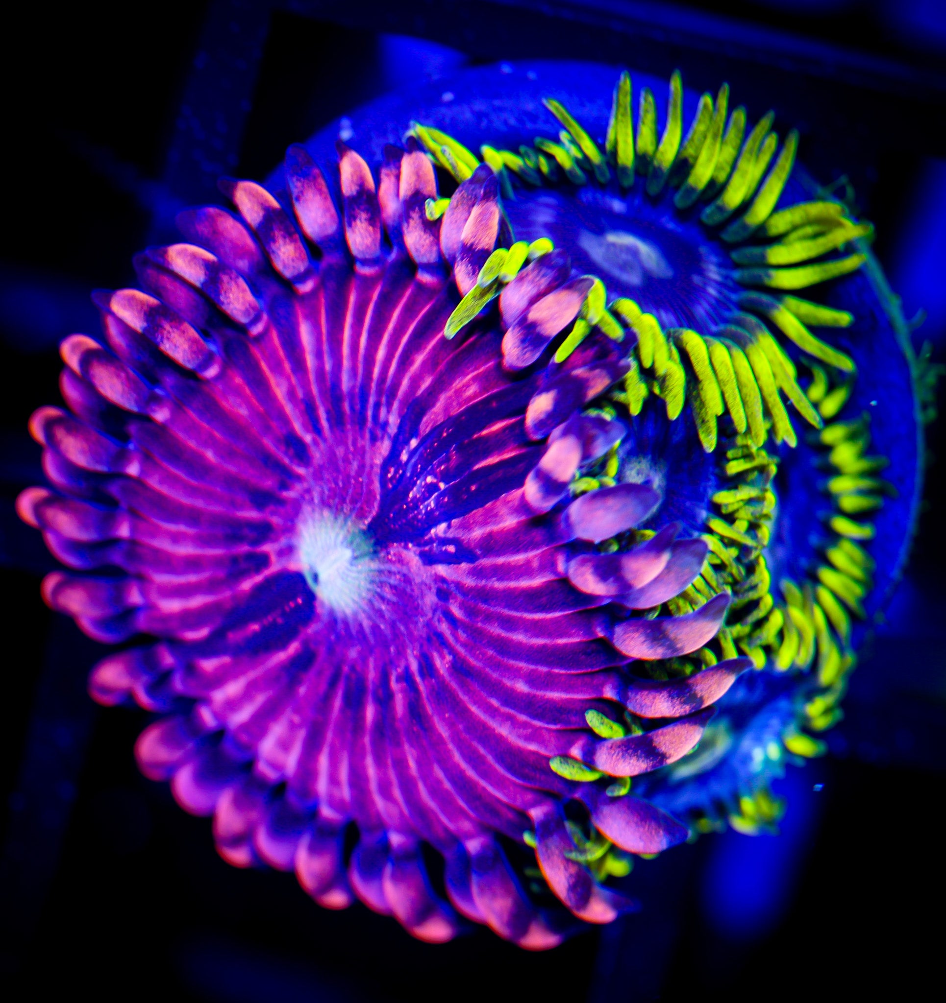 FAIRY FART/BLUEBERRY FIELDS ZOA COMBO