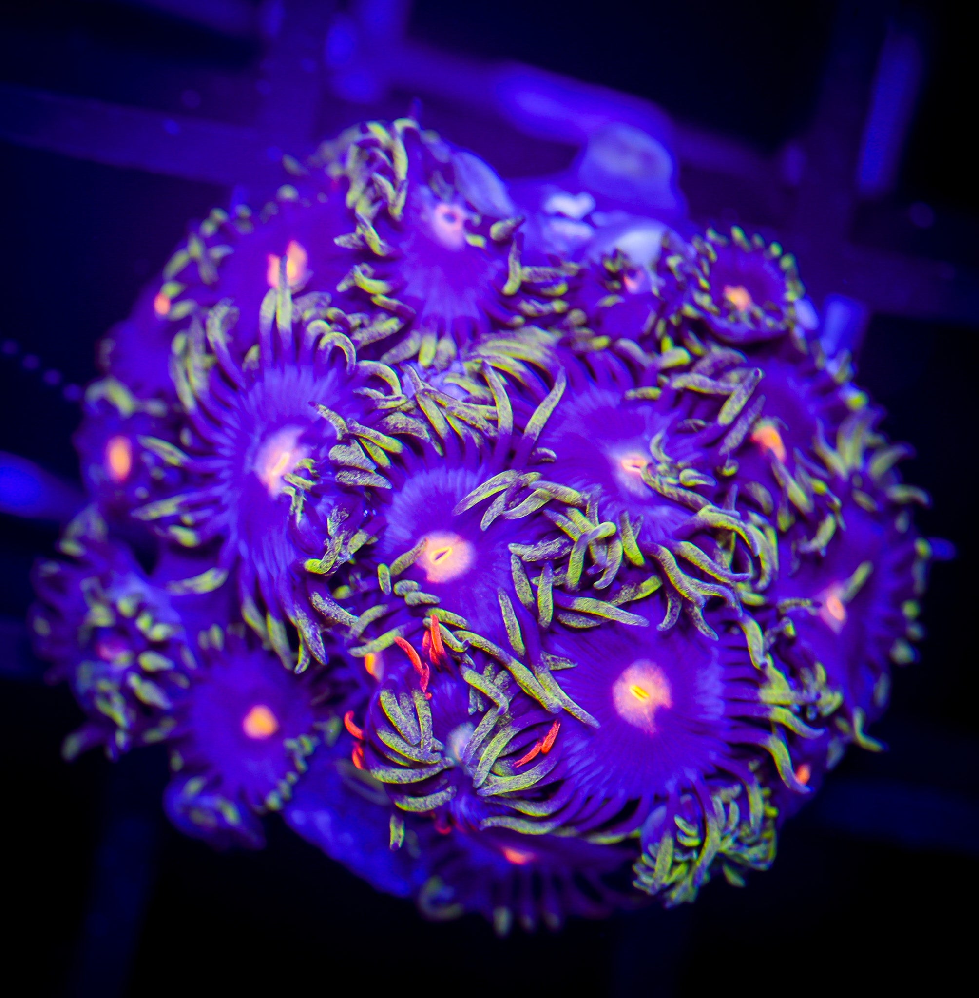 BLOWPOP ZOA MINI COLONY