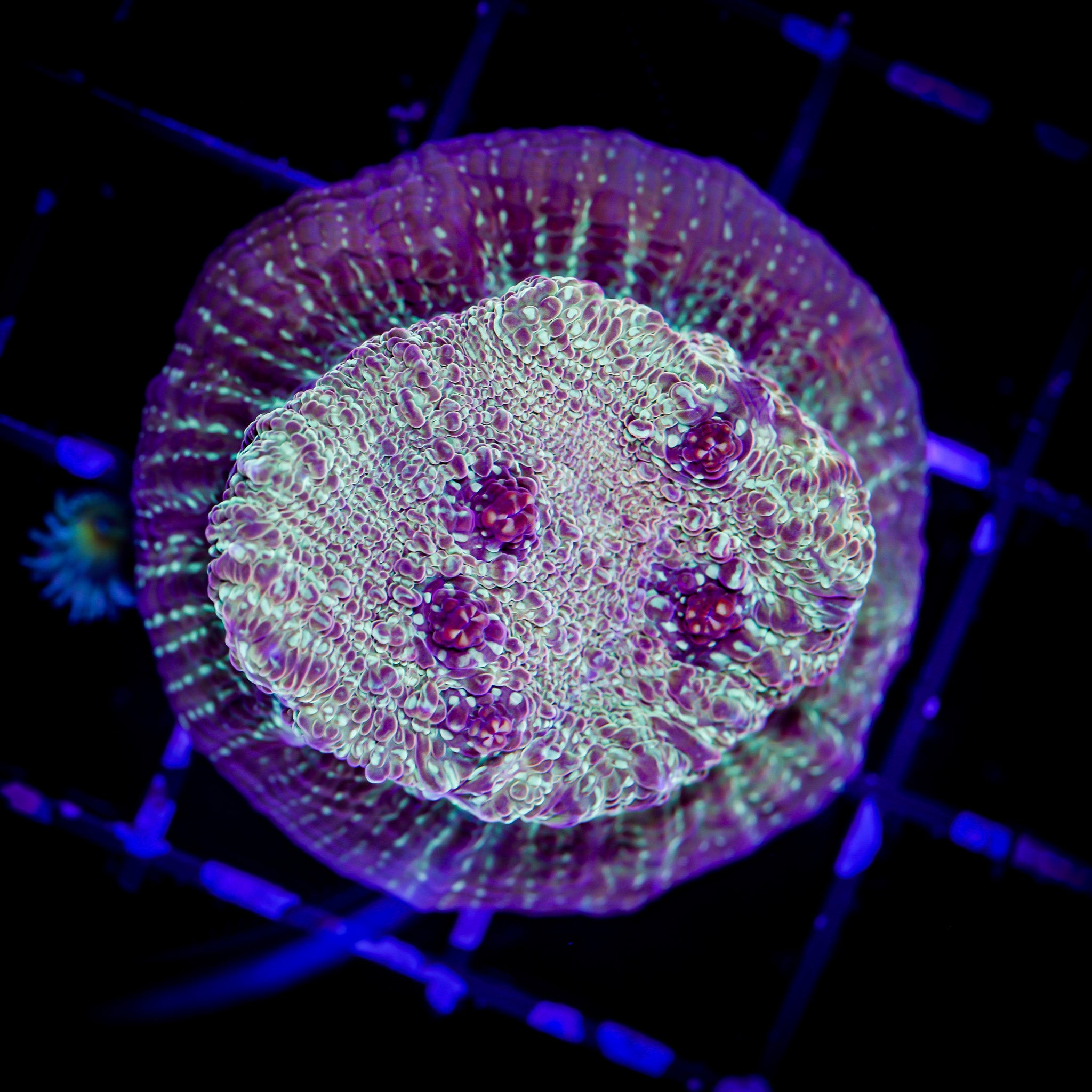 CRIMSON GOLD CHALICE