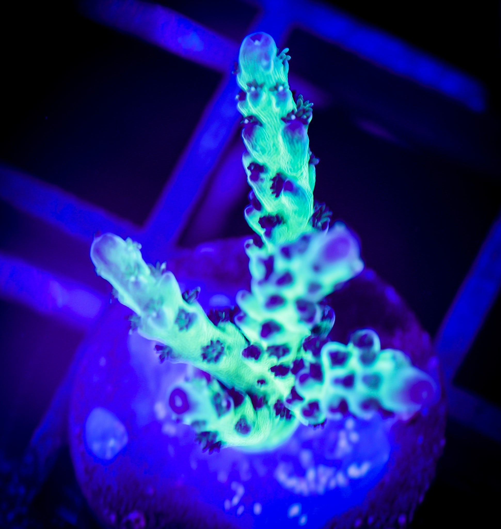 JF LEMONGRASS ACROPORA