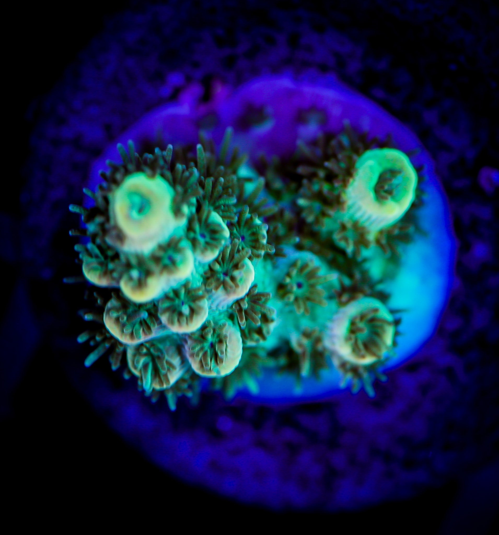VOODOO MAGIC ACROPORA