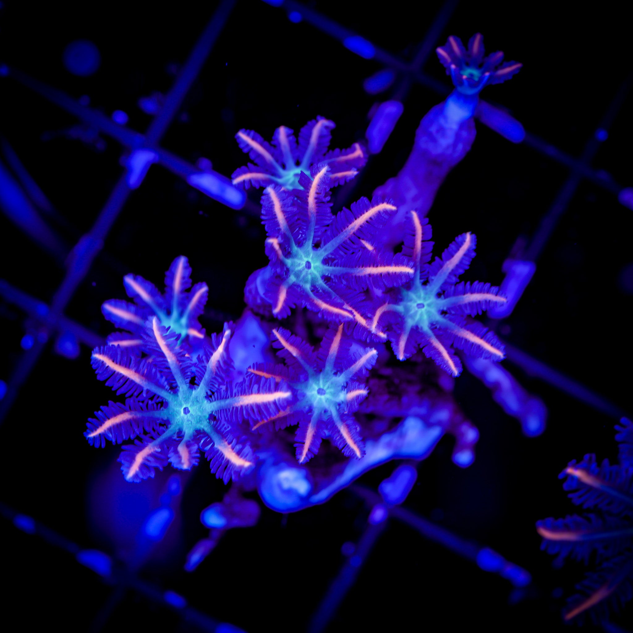 FIREWORKS CLOVE POLYPS