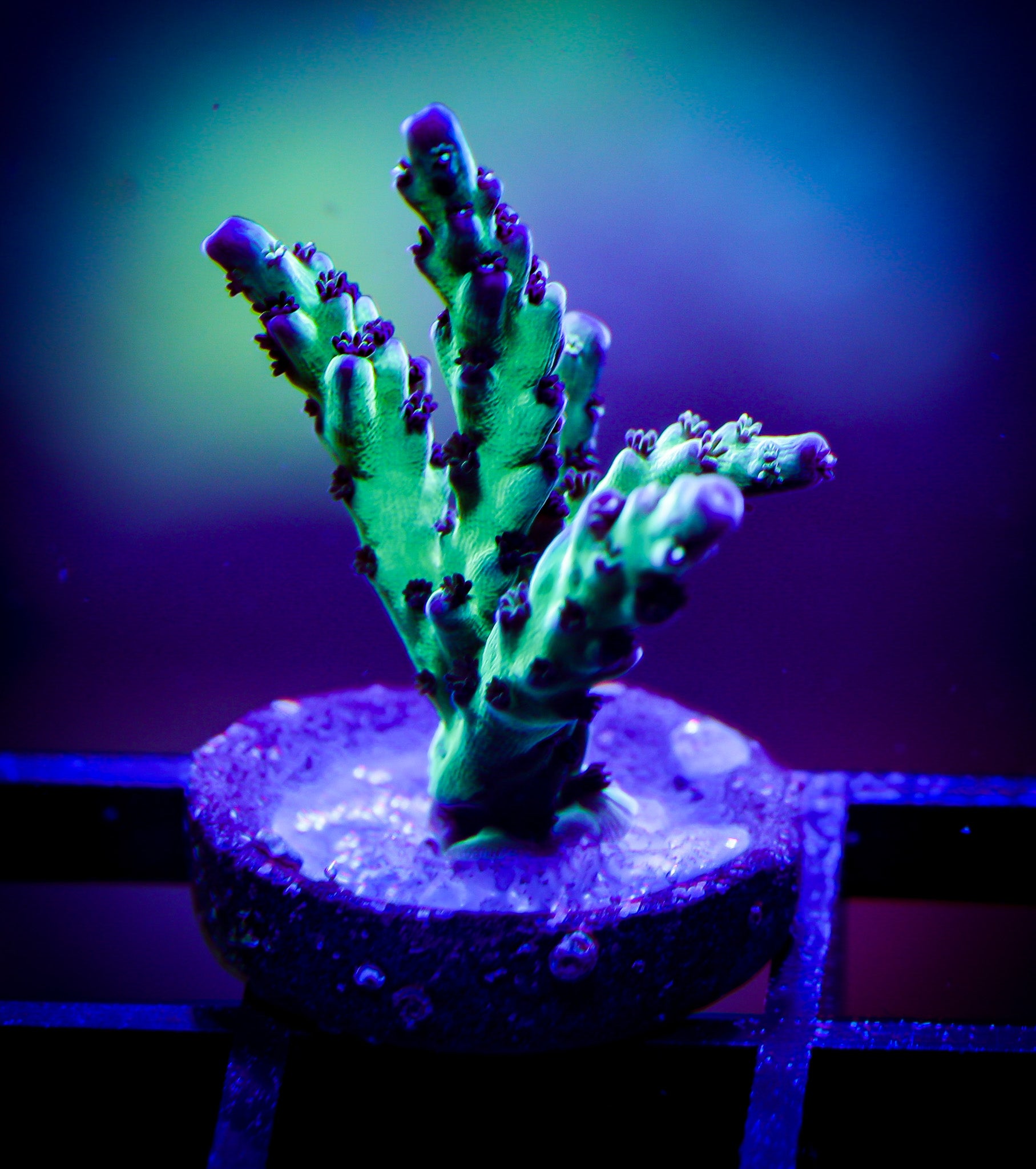 JF LEMONGRASS ACROPORA