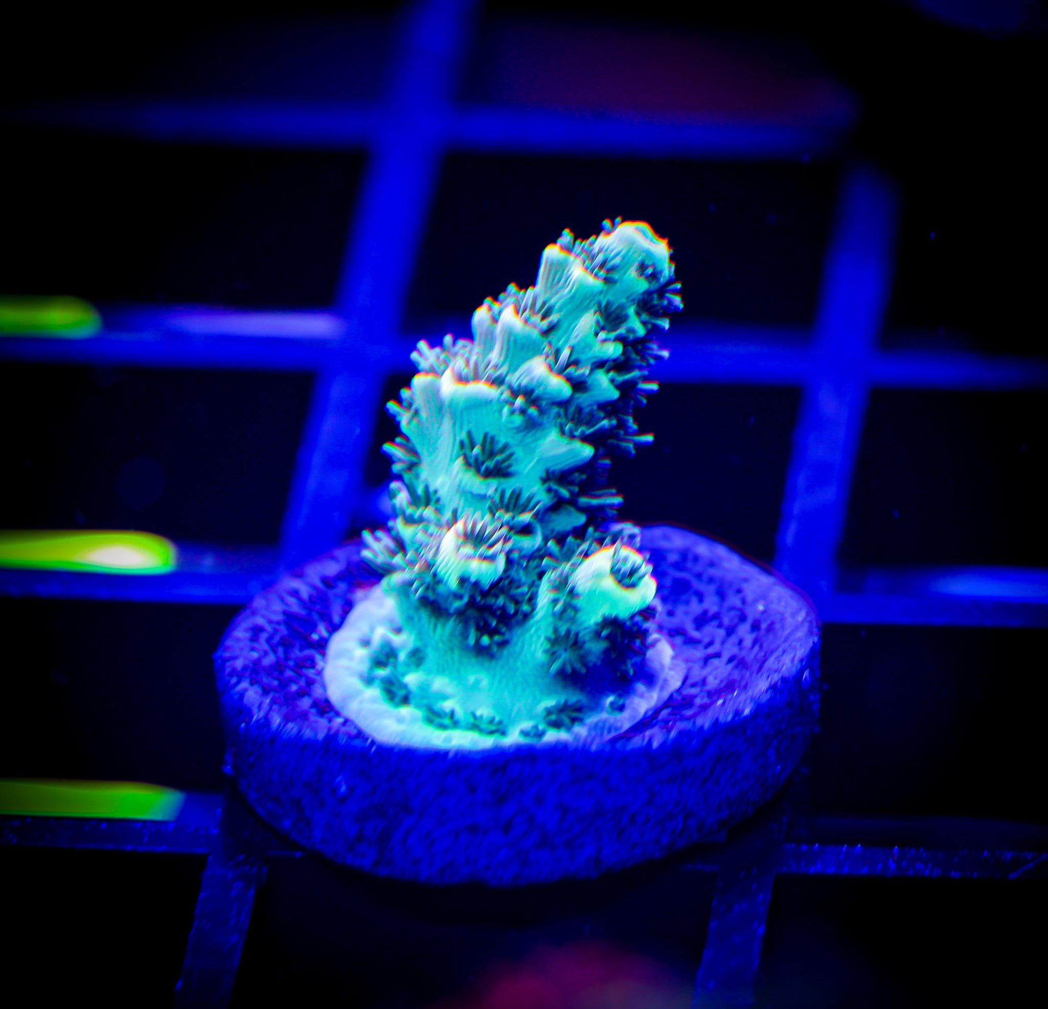 VOODOO MAGIC ACROPORA
