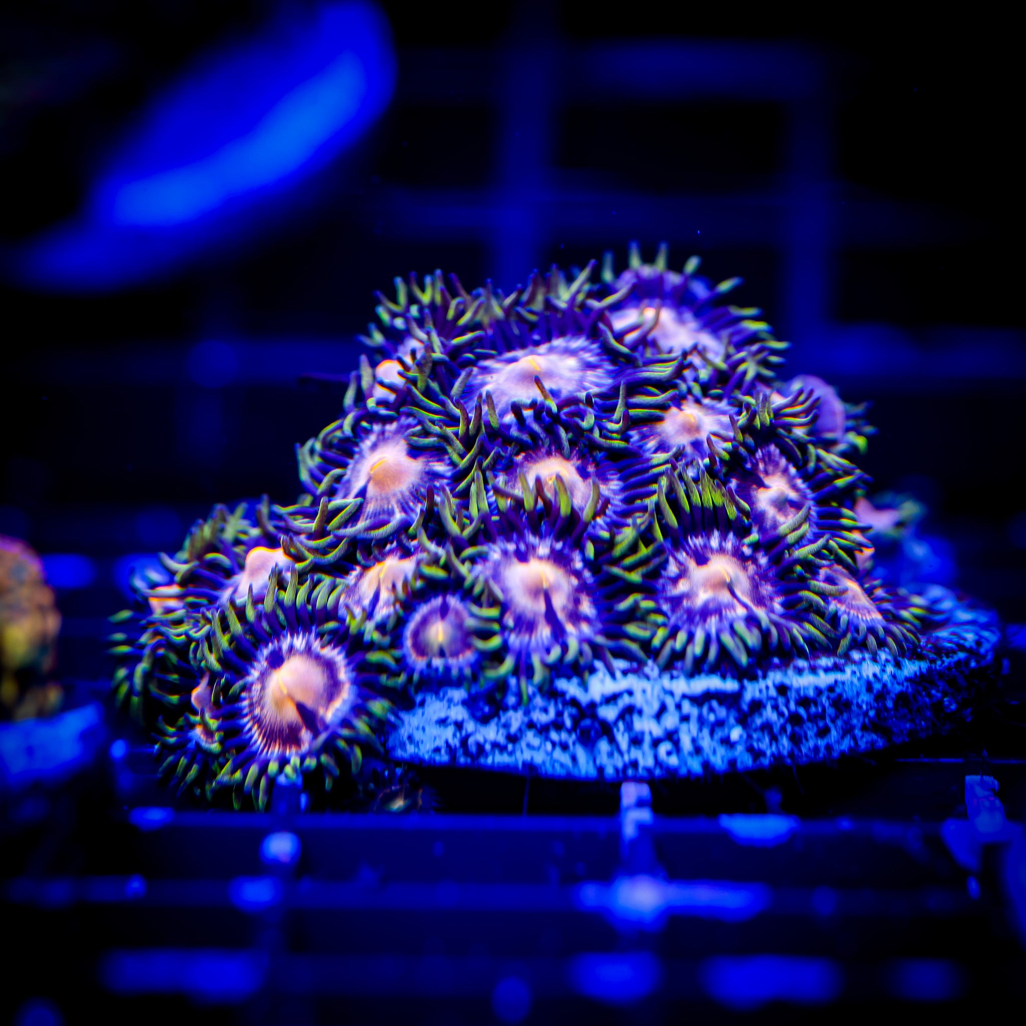 TRG DRAGON FIRE DAISY ZOA