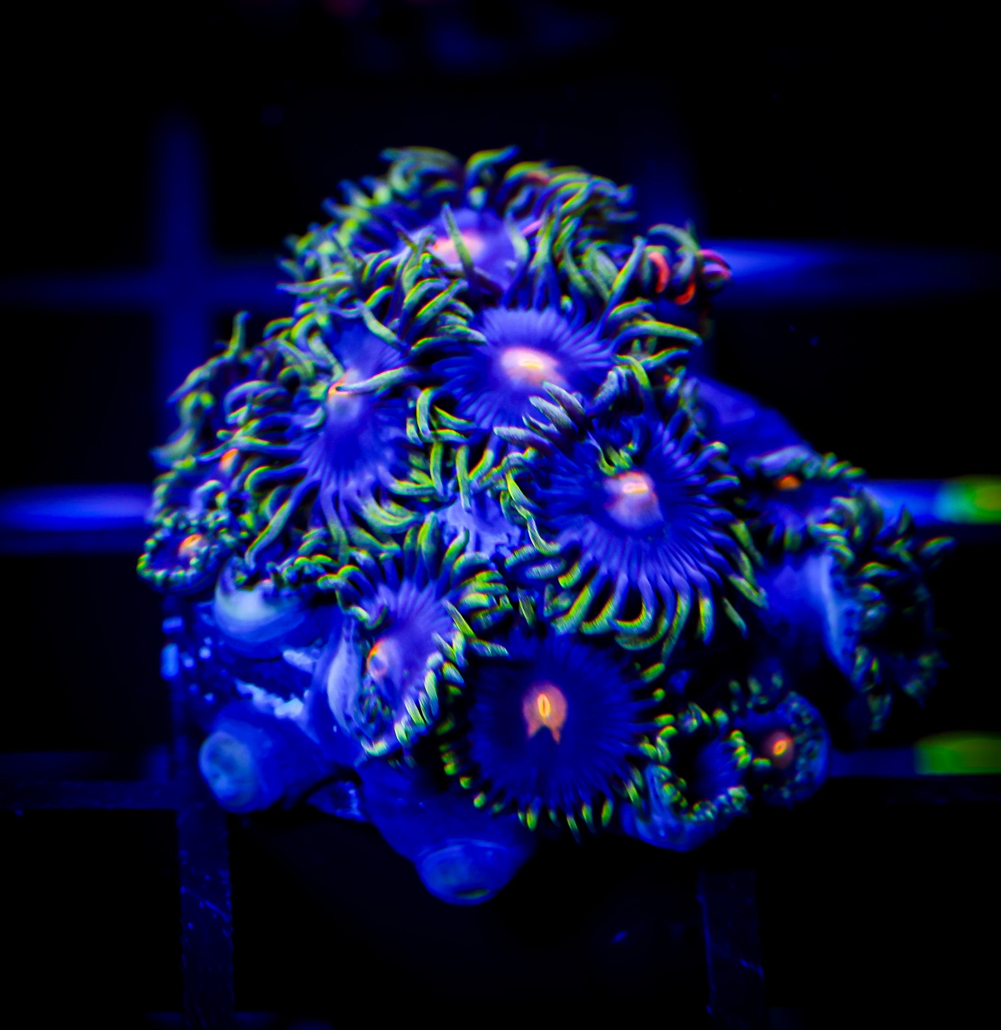 BLOWPOP ZOA MINI COLONY