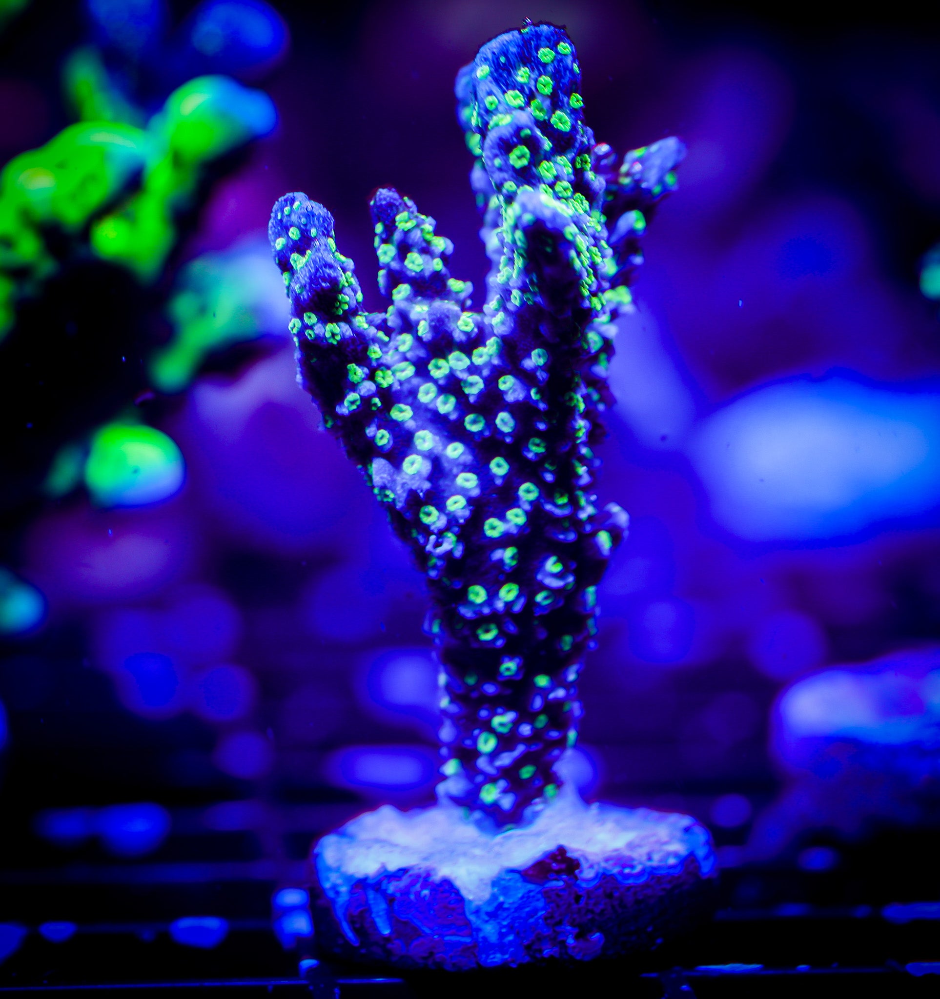 TUBBS STELLATA MONTIPORA